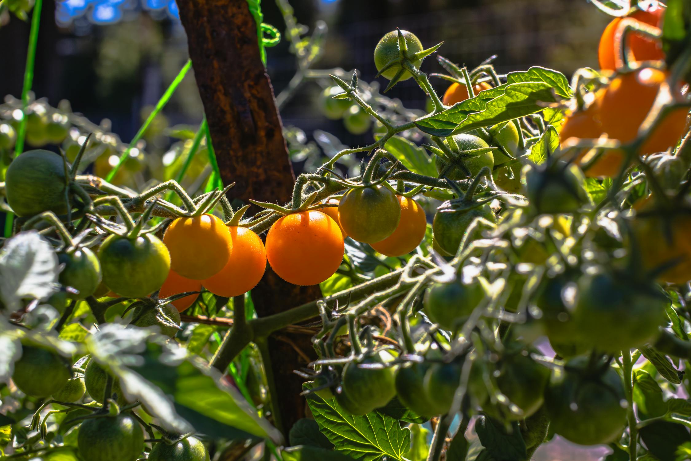 Tomato Varieties That Actually Ripen Here