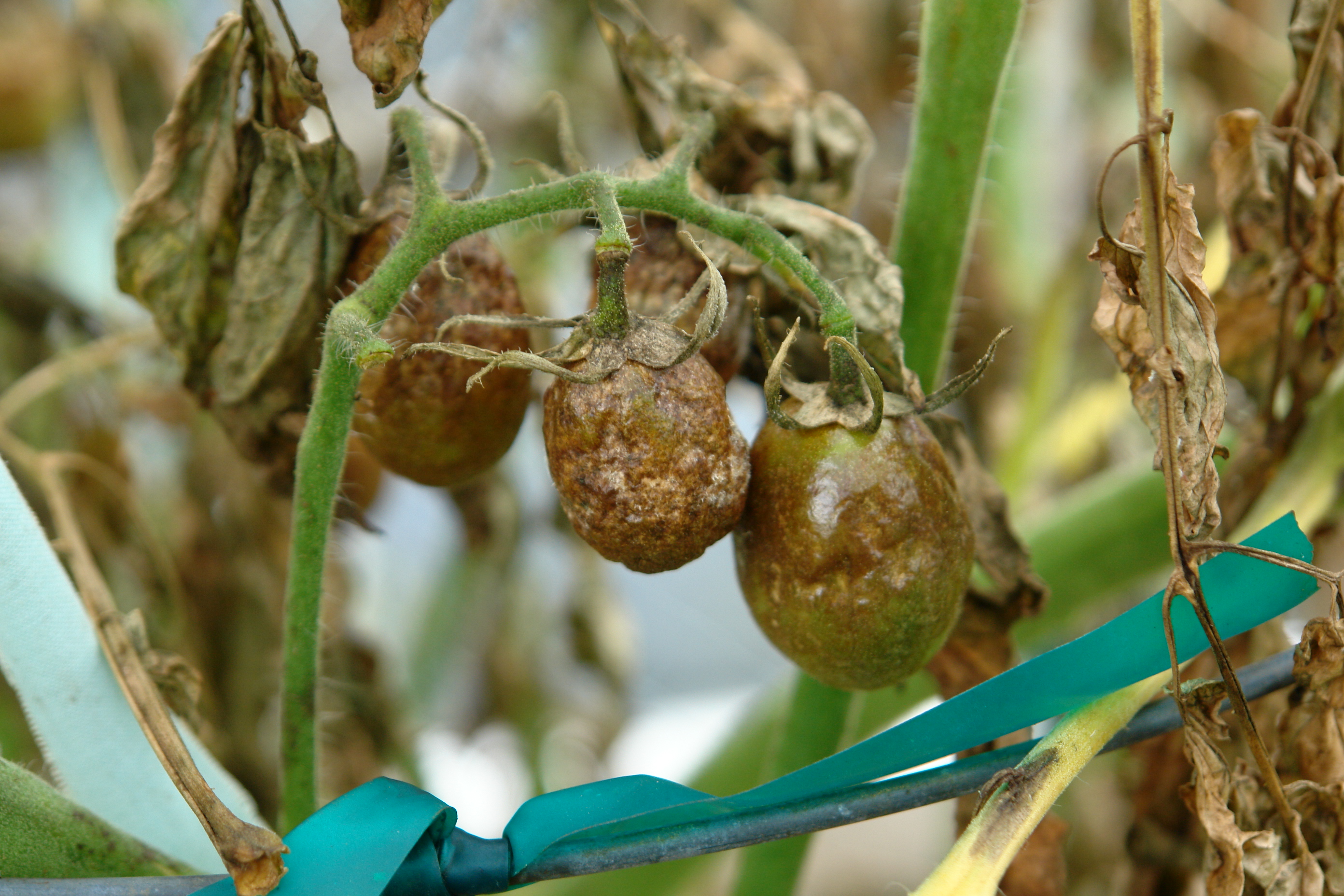 Tomato fruit showing late blight rot caused by Phytophthora infestans