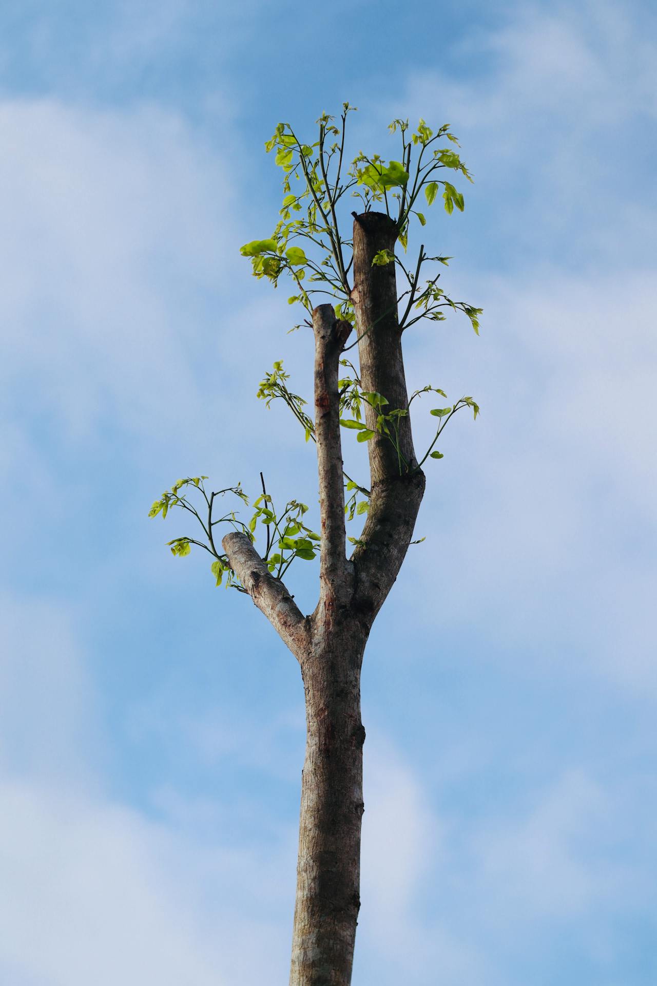 Topping: The Harmful Pruning Practice That Persists