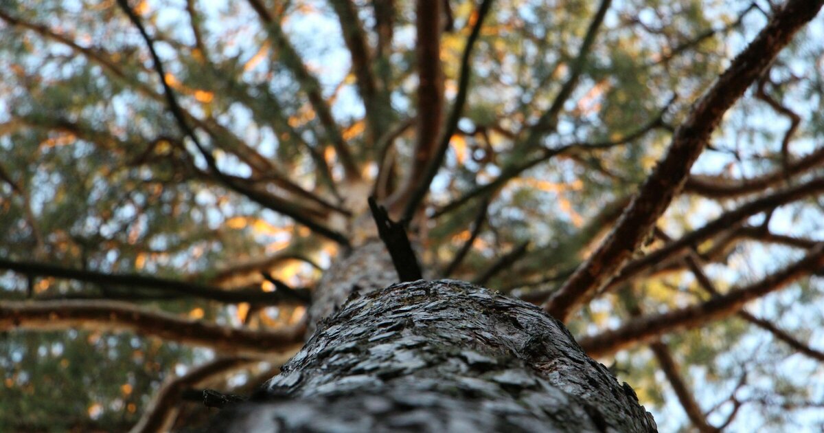 Tree Trunk, Branch, and Twig Anatomy