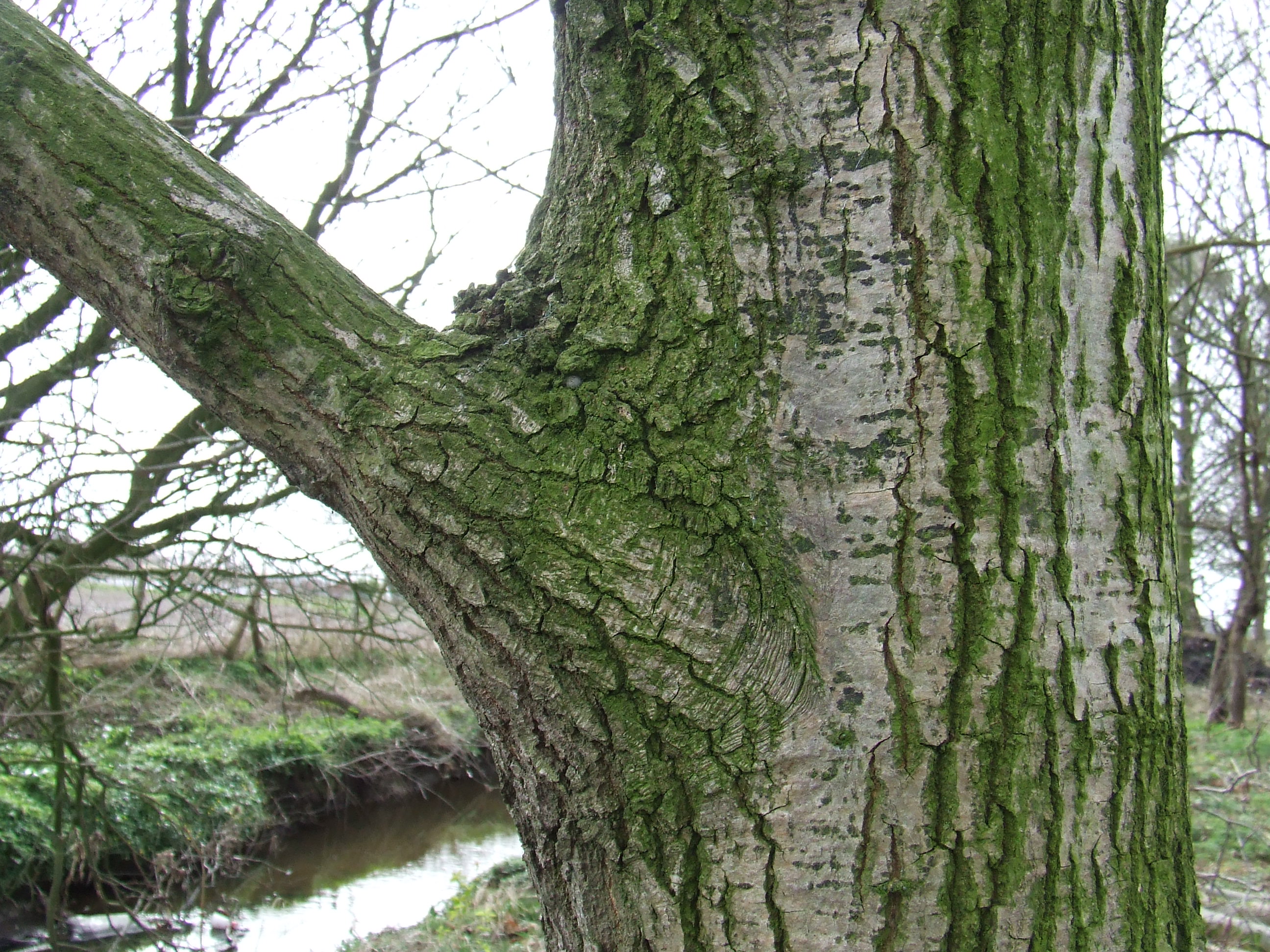 Branch collar visible as a swollen bulge where a branch meets the trunk on a mature common oak