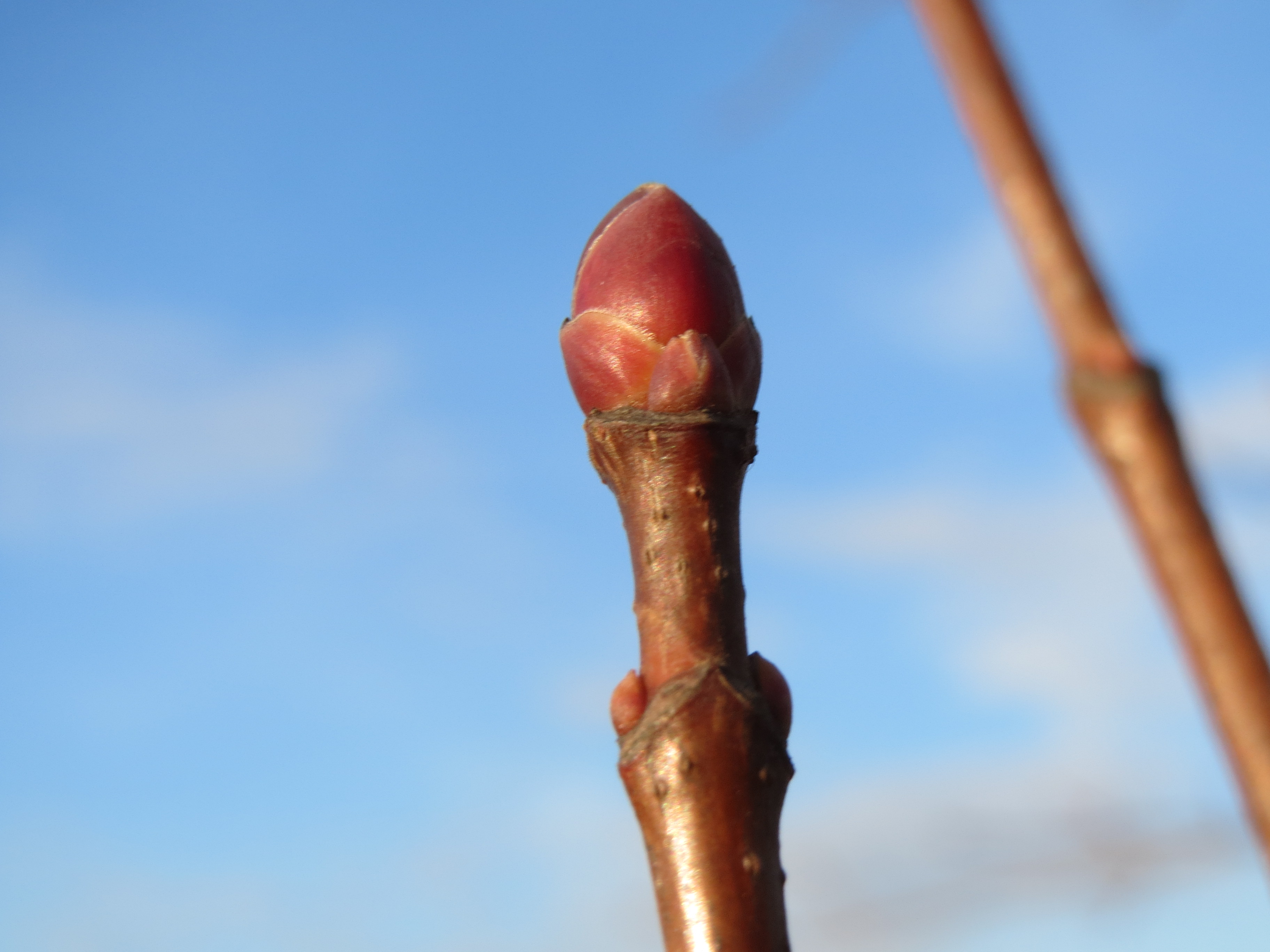 Close-up of a dormant Norway maple twig showing terminal bud with bud scales, leaf scar at the node below, and lenticels on the bark