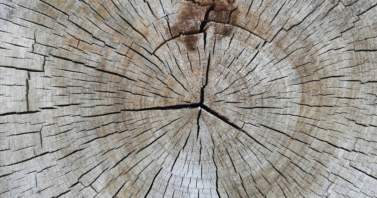 Wood and Bark: The Vascular System