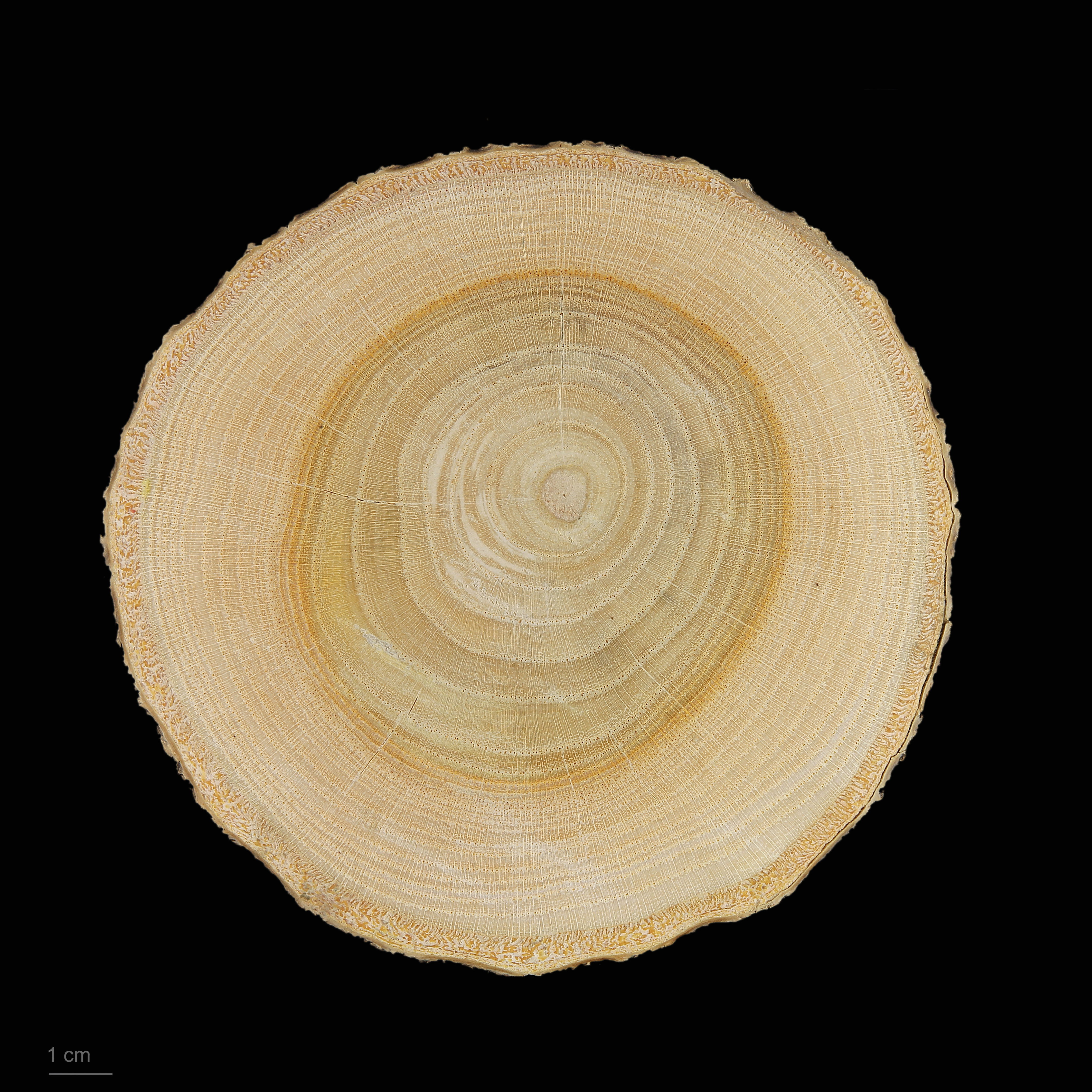 Cross-section of a tree-of-heaven trunk showing concentric growth rings, darker heartwood at center, lighter sapwood band, and bark at the edge