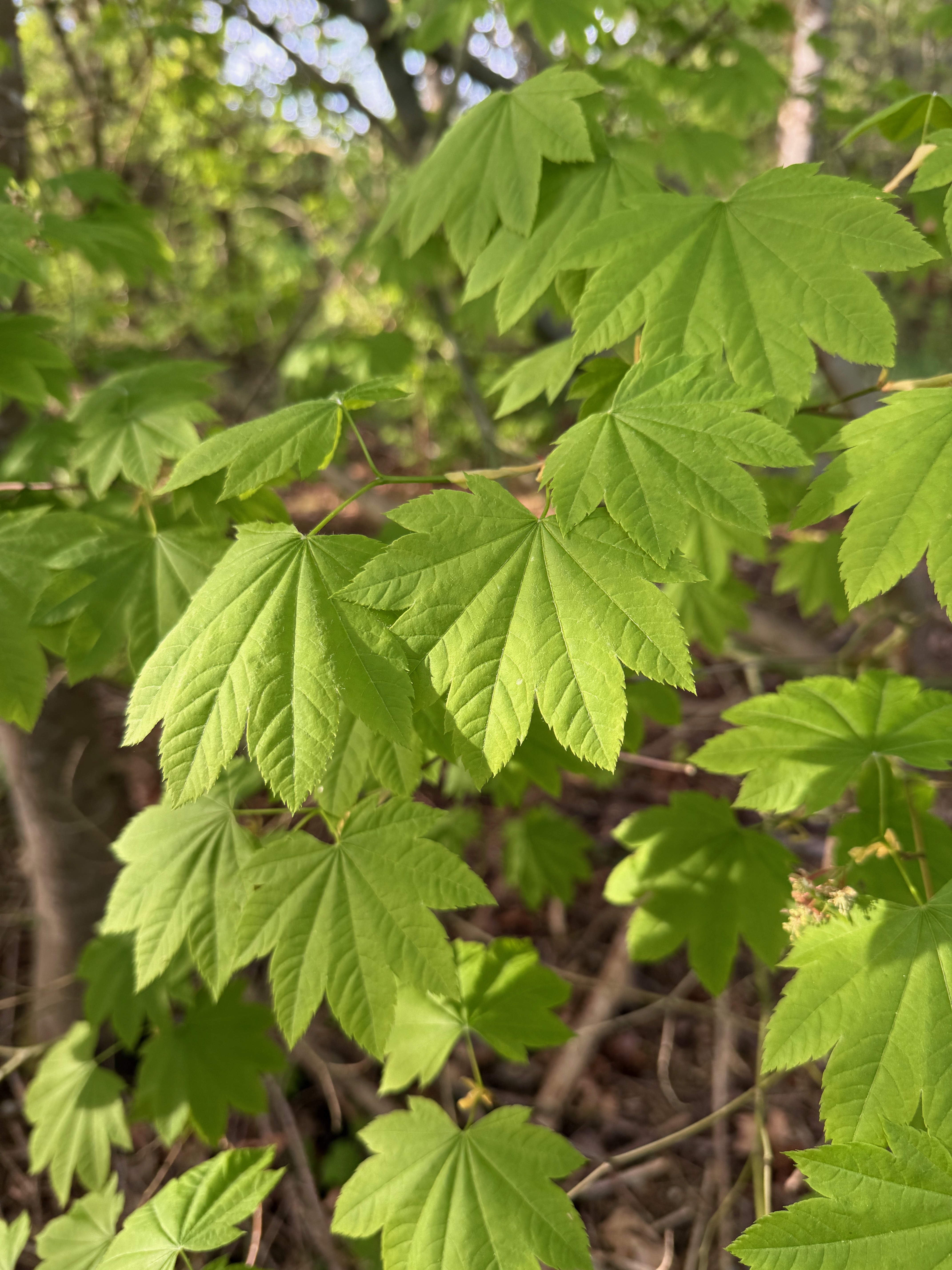 Vine Maple