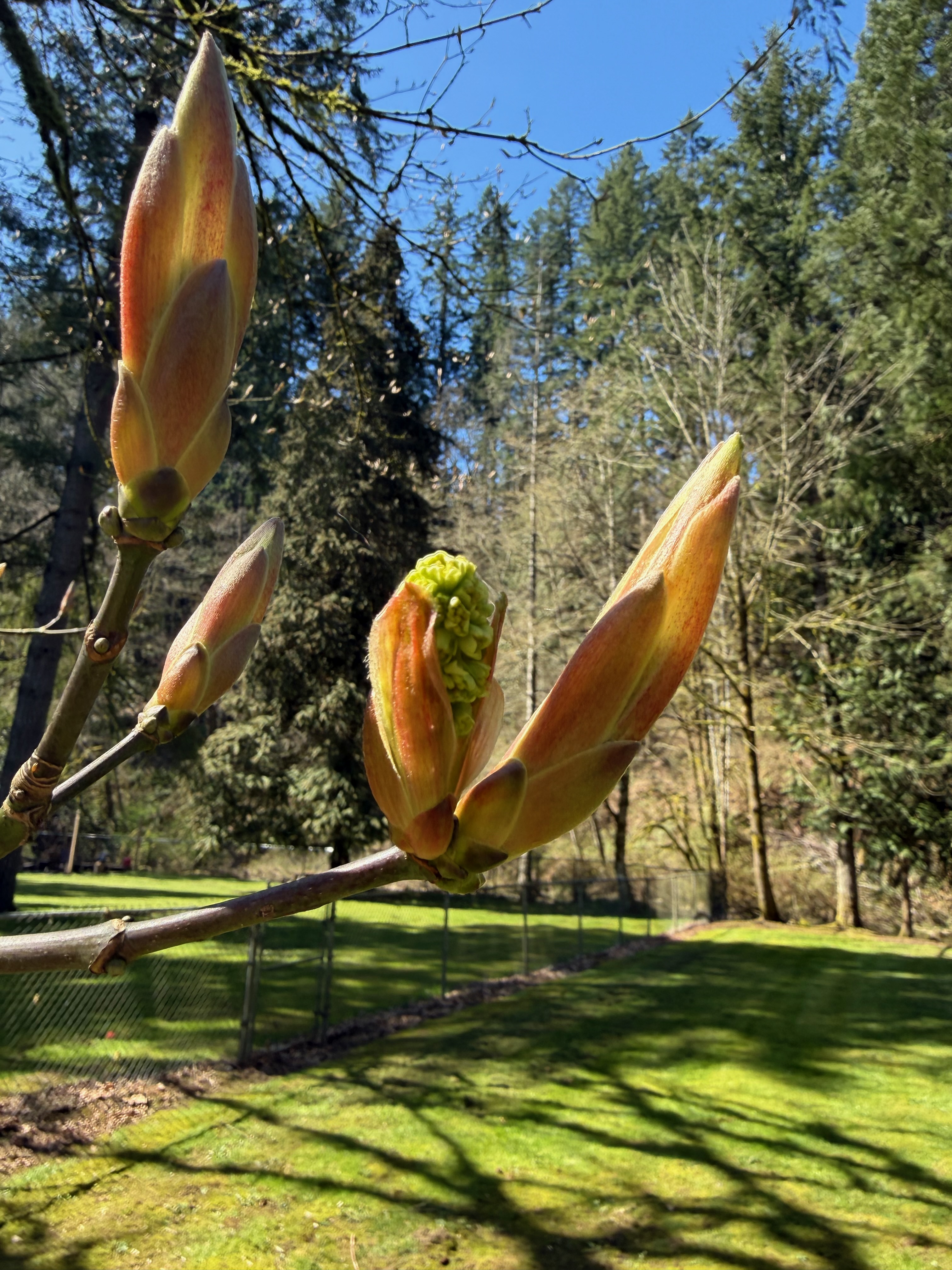 Bigleaf Maple bud break observed 2026-04-06