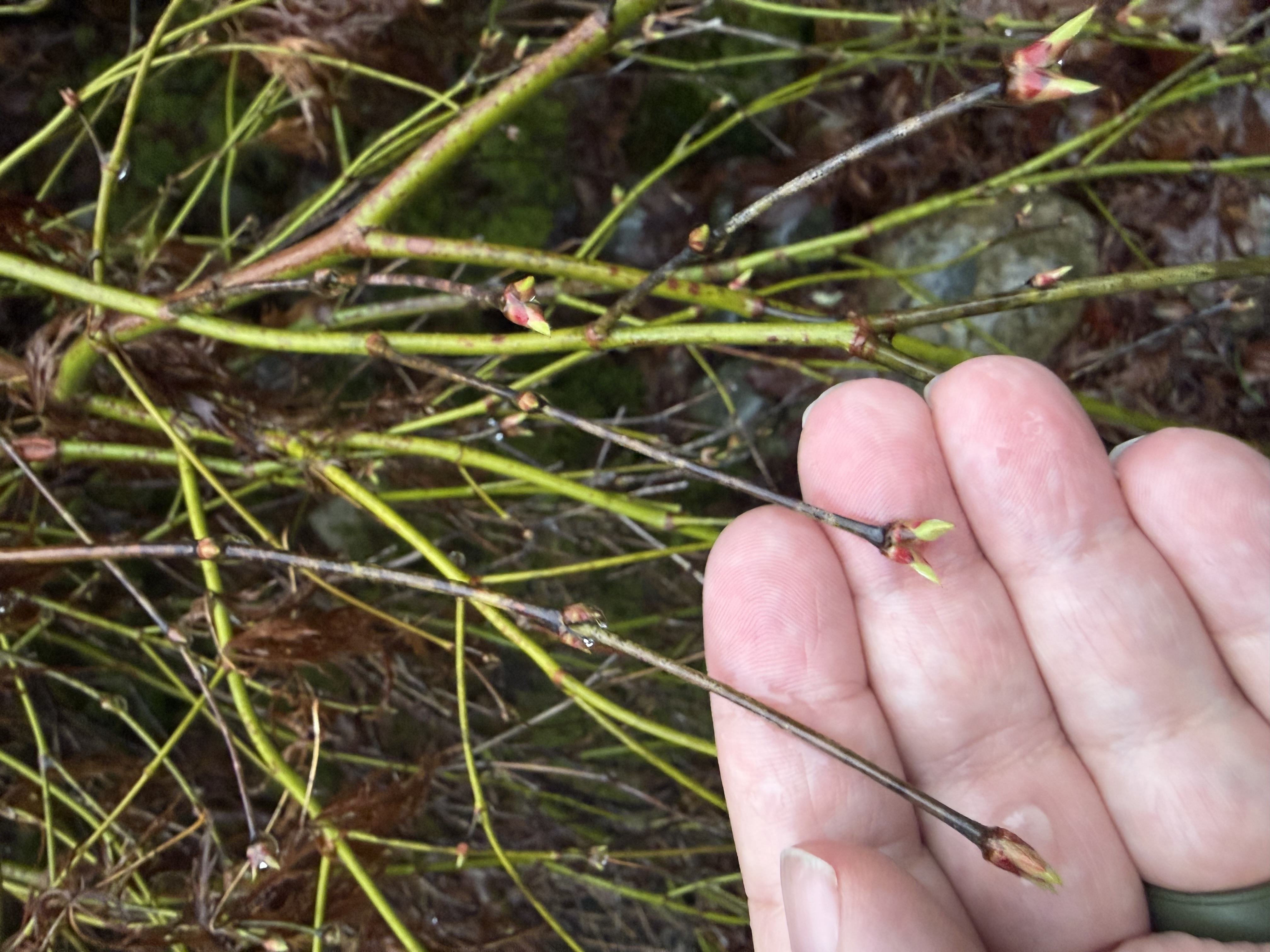 bud break observed 2026-03-20