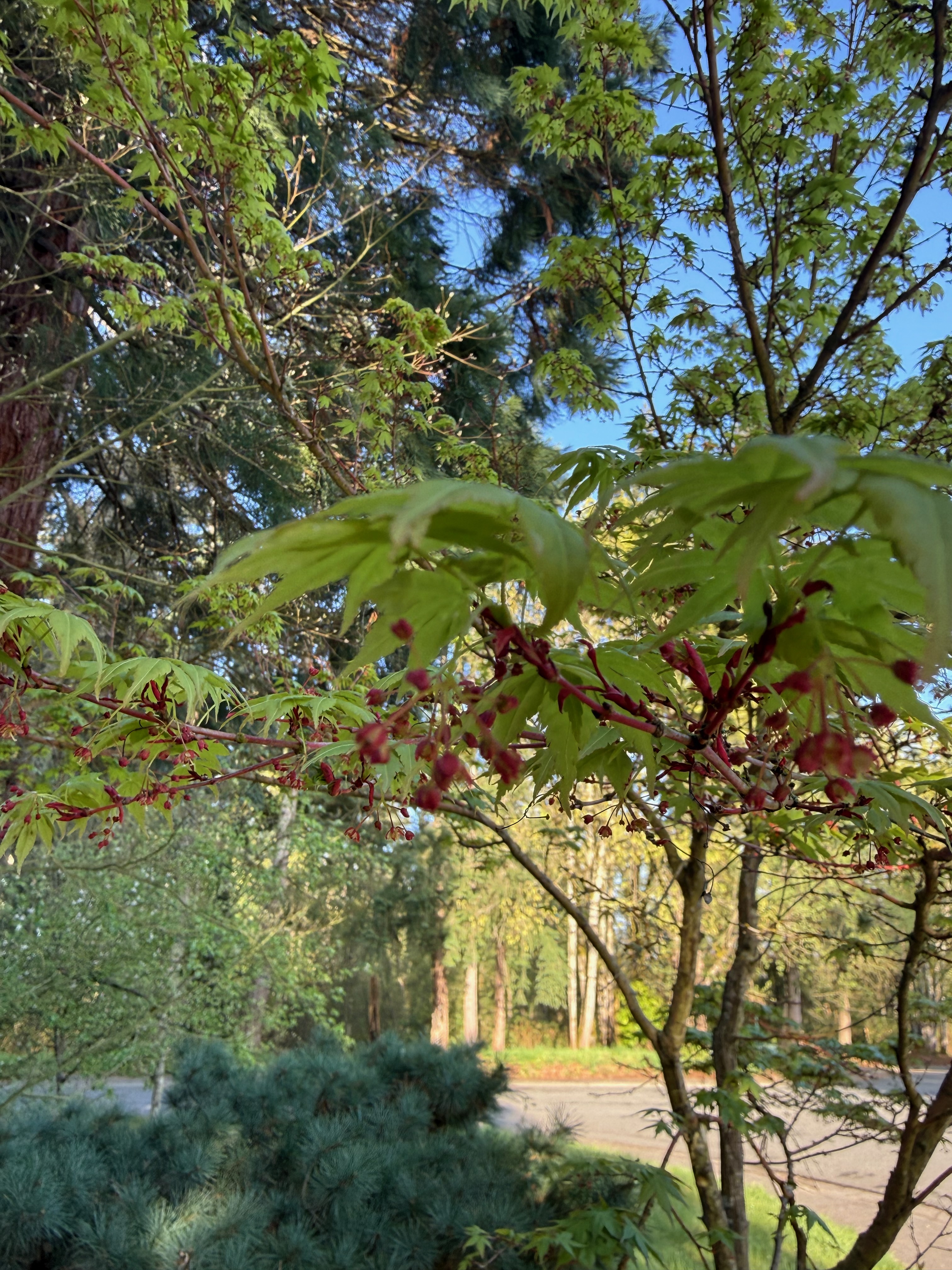 Japanese Maple flowering observed 2026-04-24