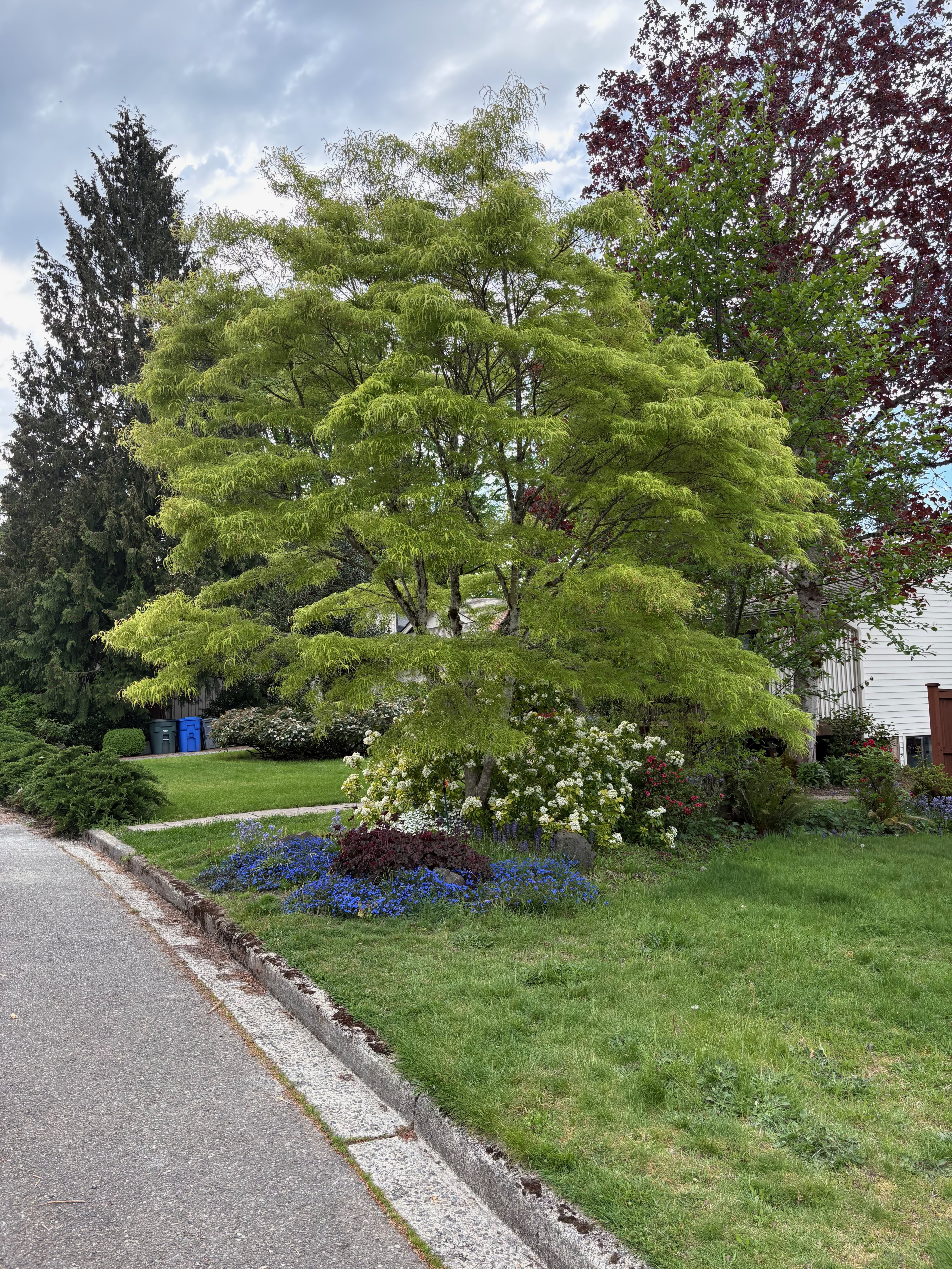Acer palmatum 'Koto-no-ito' - full leaf