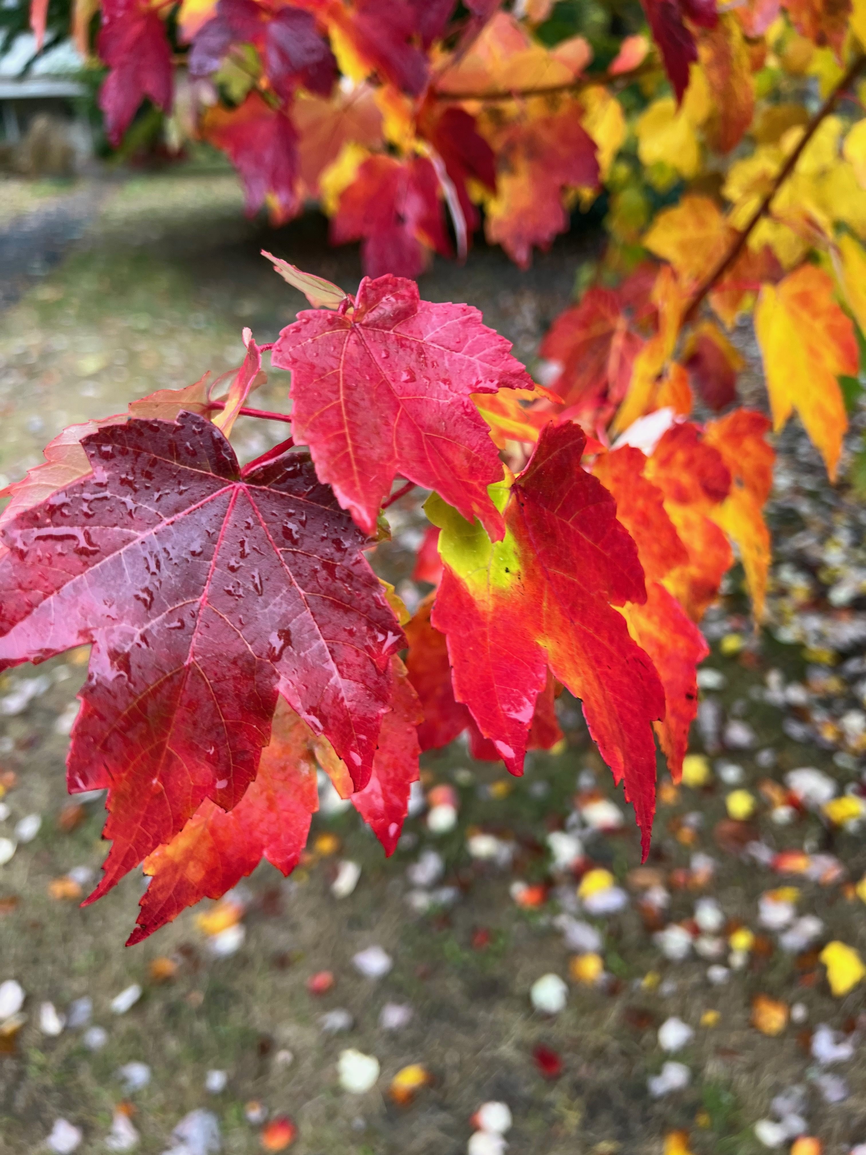 Red Maple fall color observed 2022-11-03