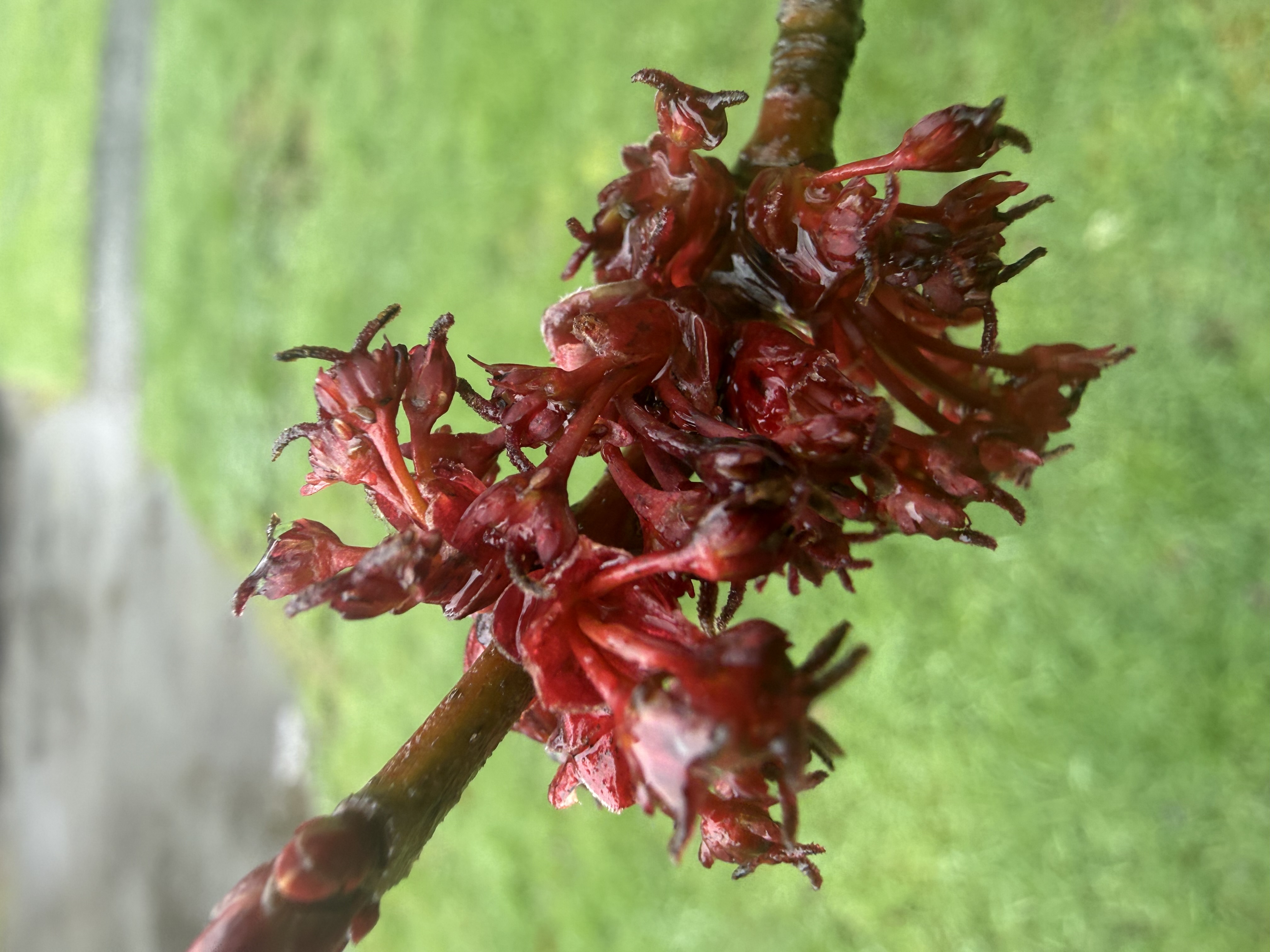 Red Maple first bloom observed 2026-03-14