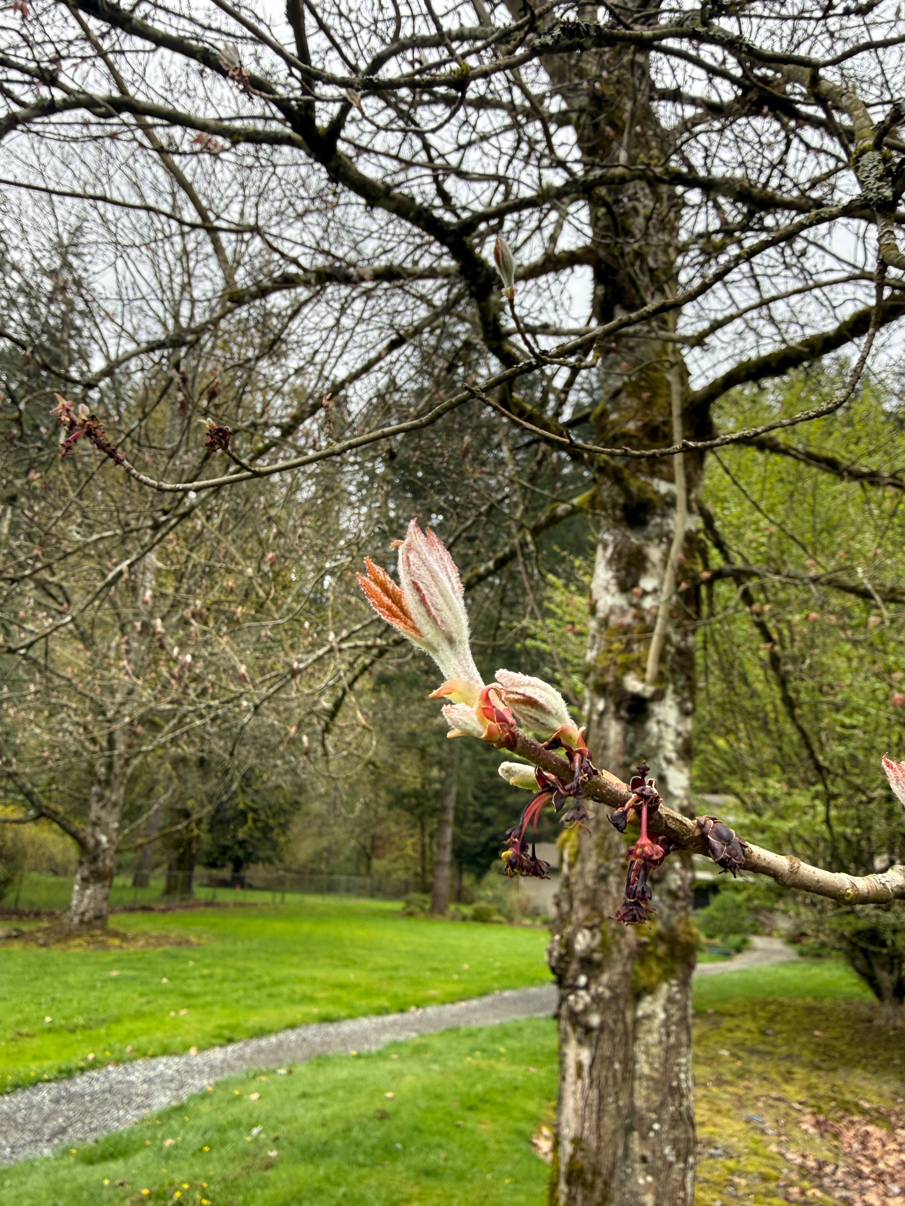 Red Maple new leaves