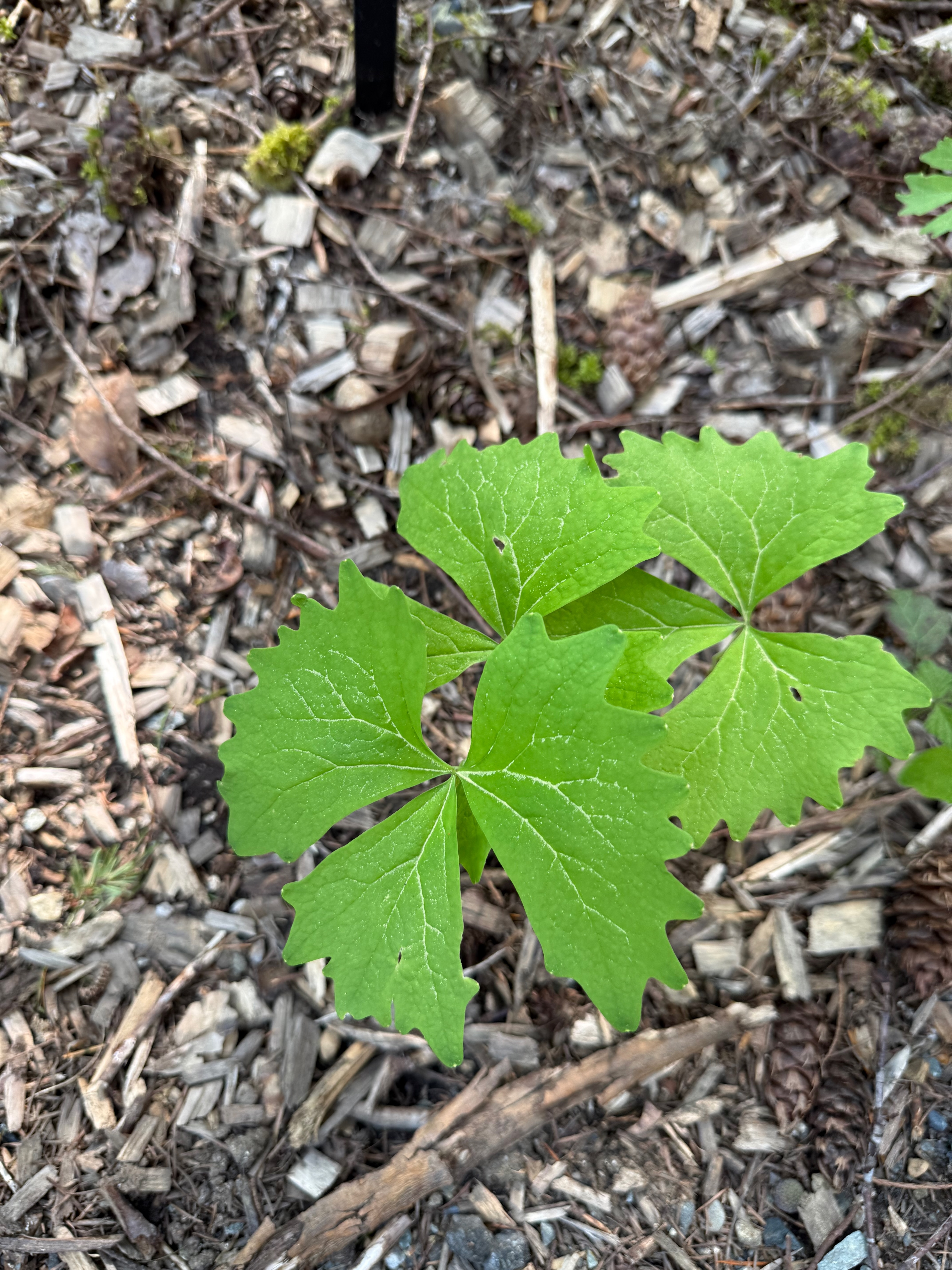 Vanilla Leaf new leaves