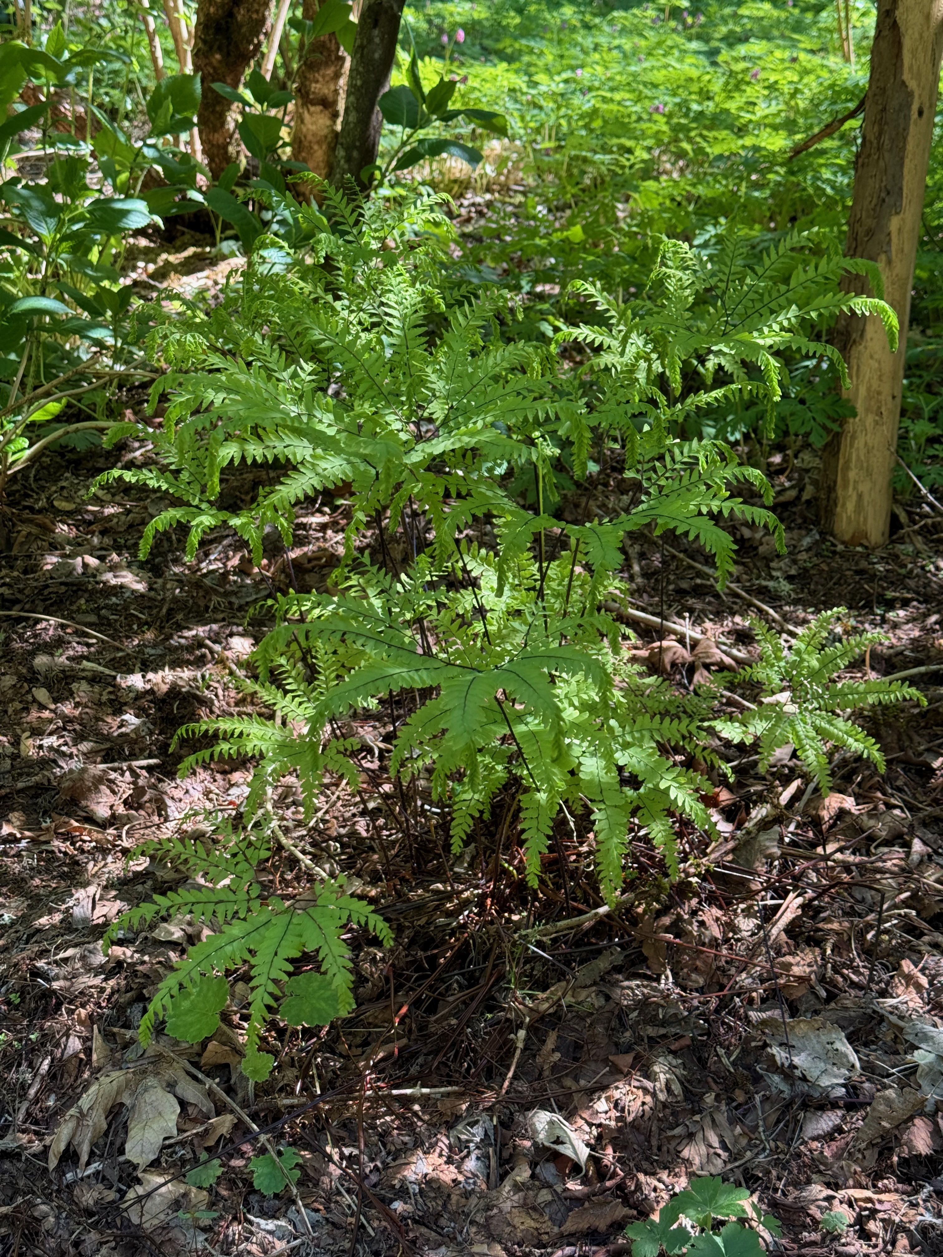 Western Maidenhair Fern new fronds