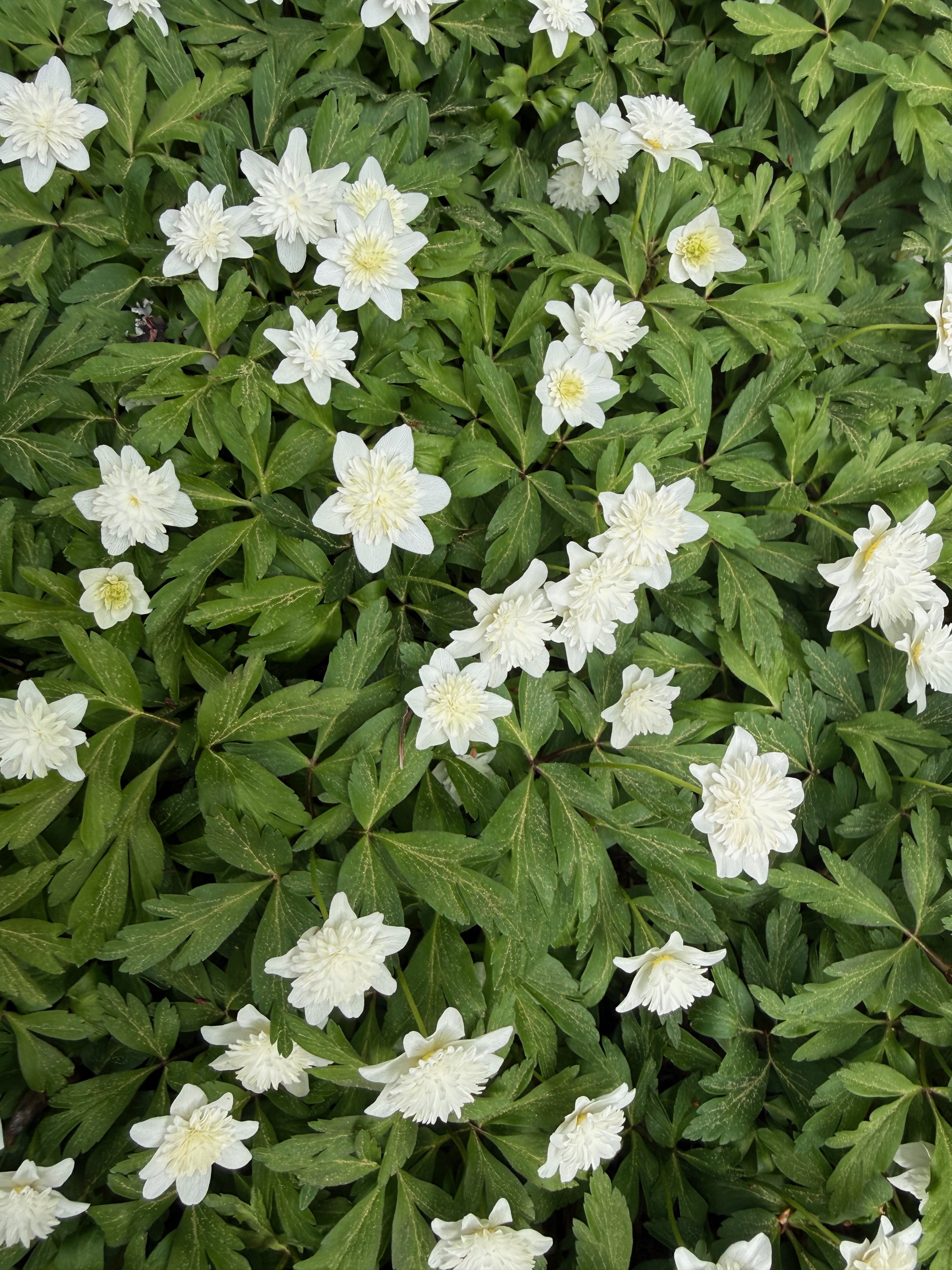 Wood Anemone full bloom observed 2026-04-20