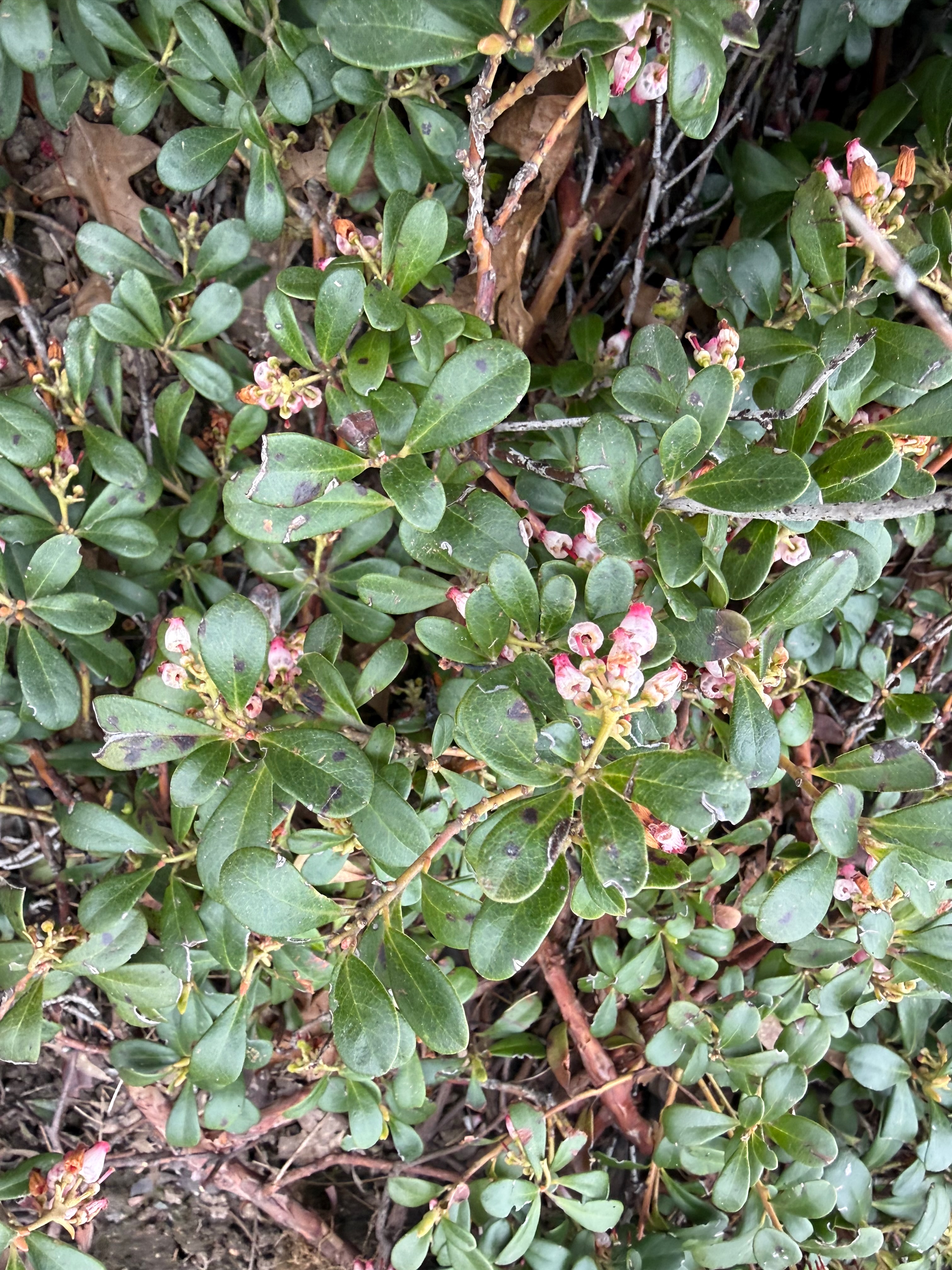 Kinnikinnick bloom observed 2026-04-27