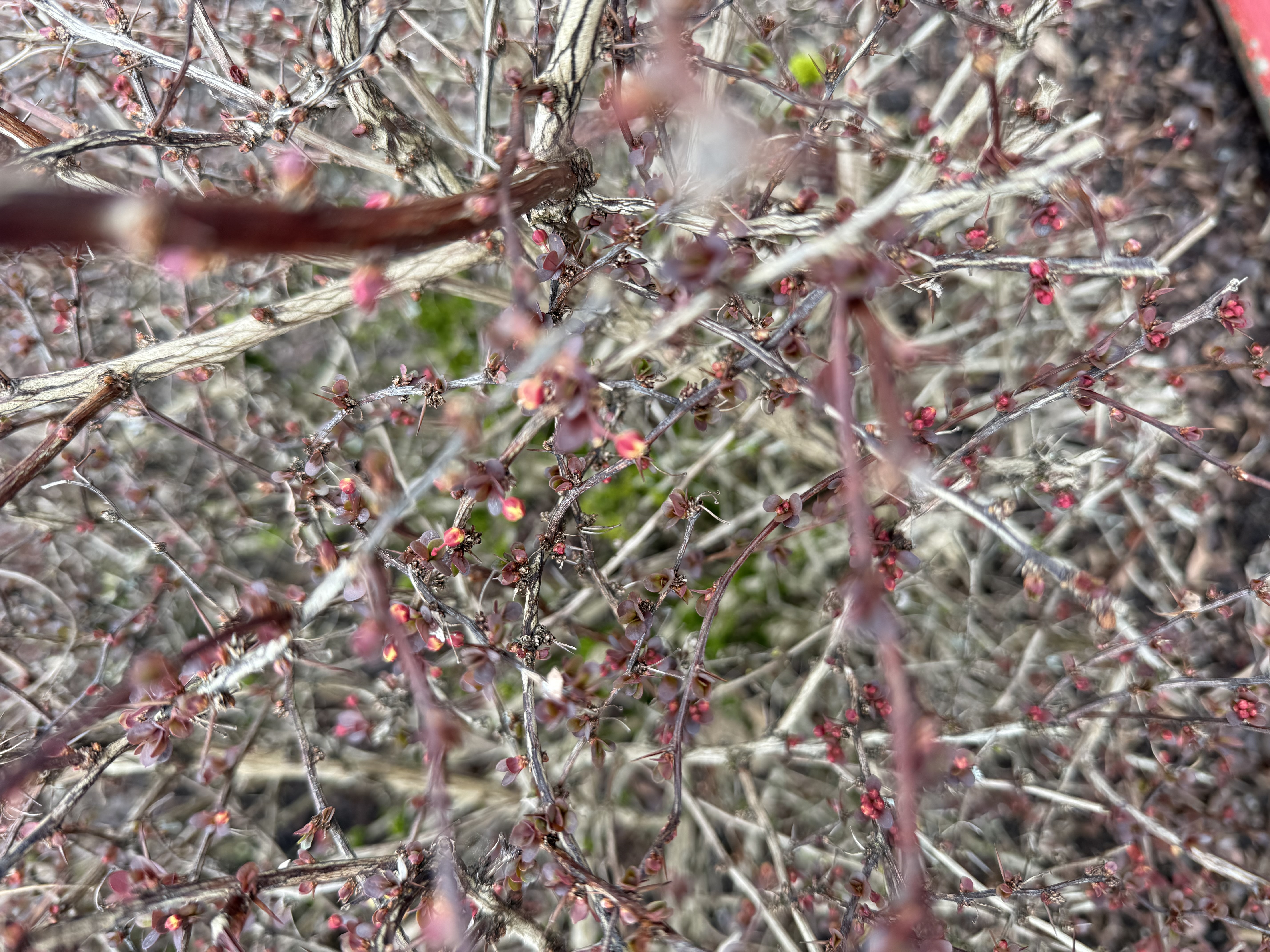 leaf emergence + flower buds observed 2026-03-21