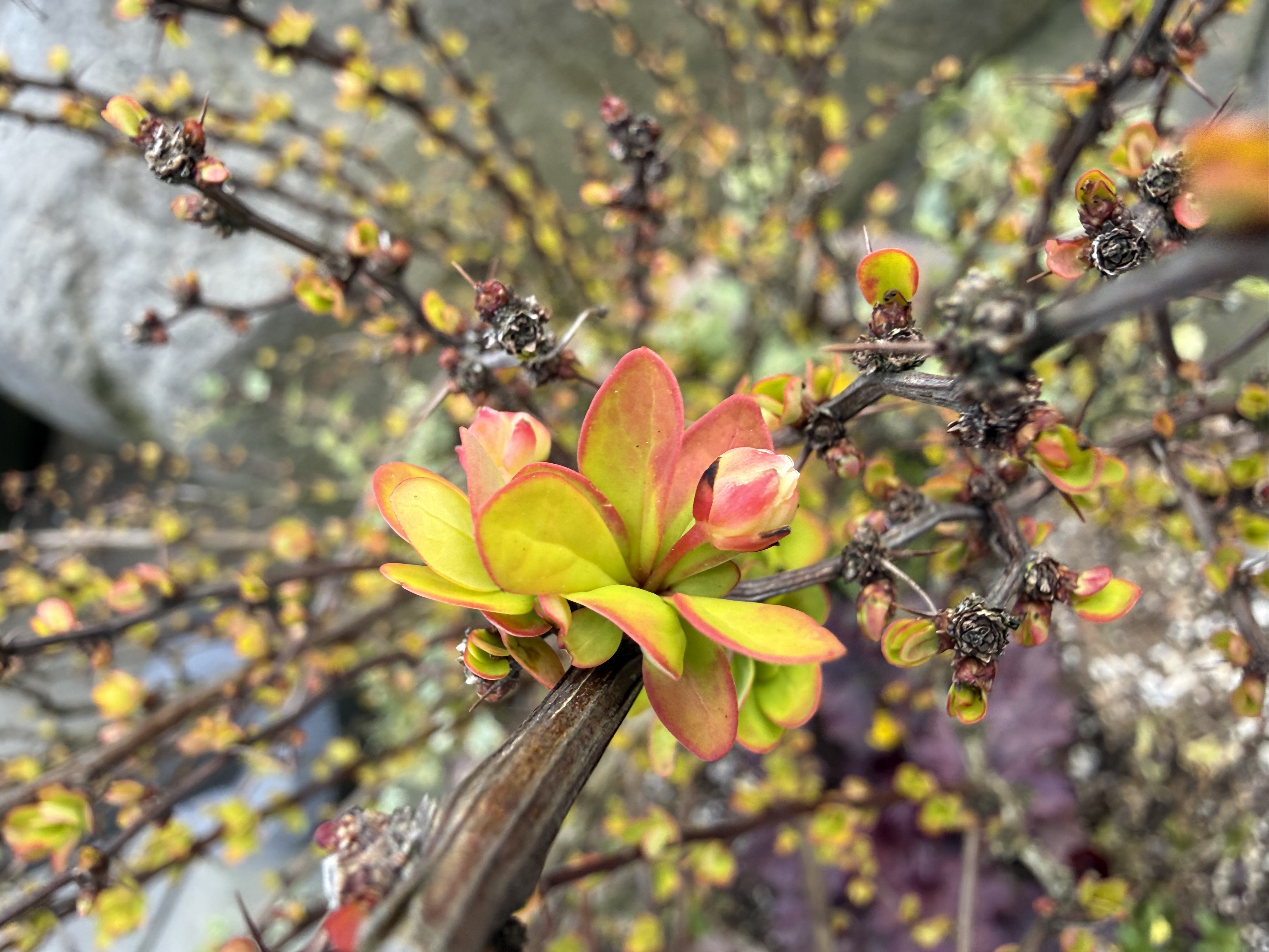 leaf emergence + flower bud observed 2026-03-28