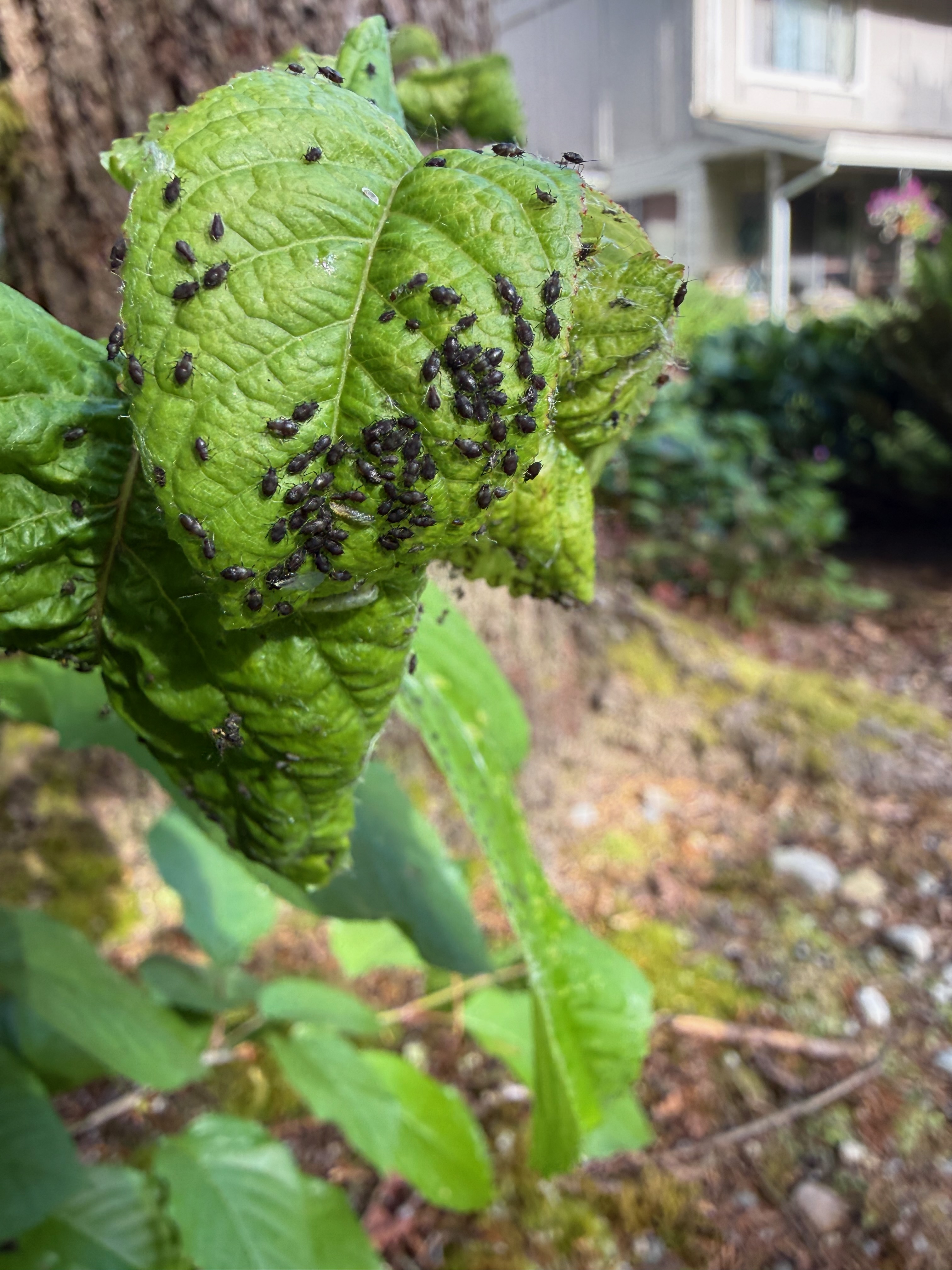 Black Cherry Aphid colony on cherry