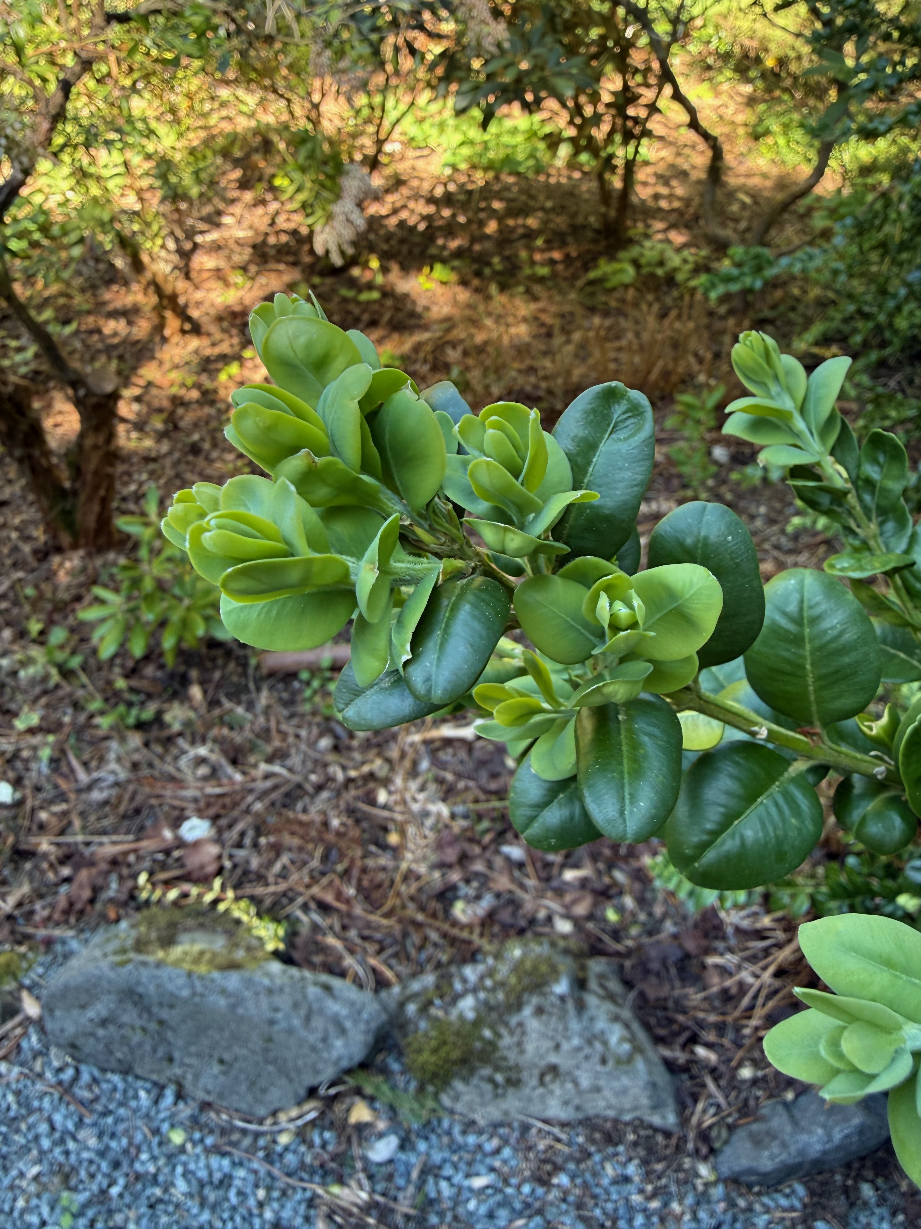 Common Boxwood new leaves