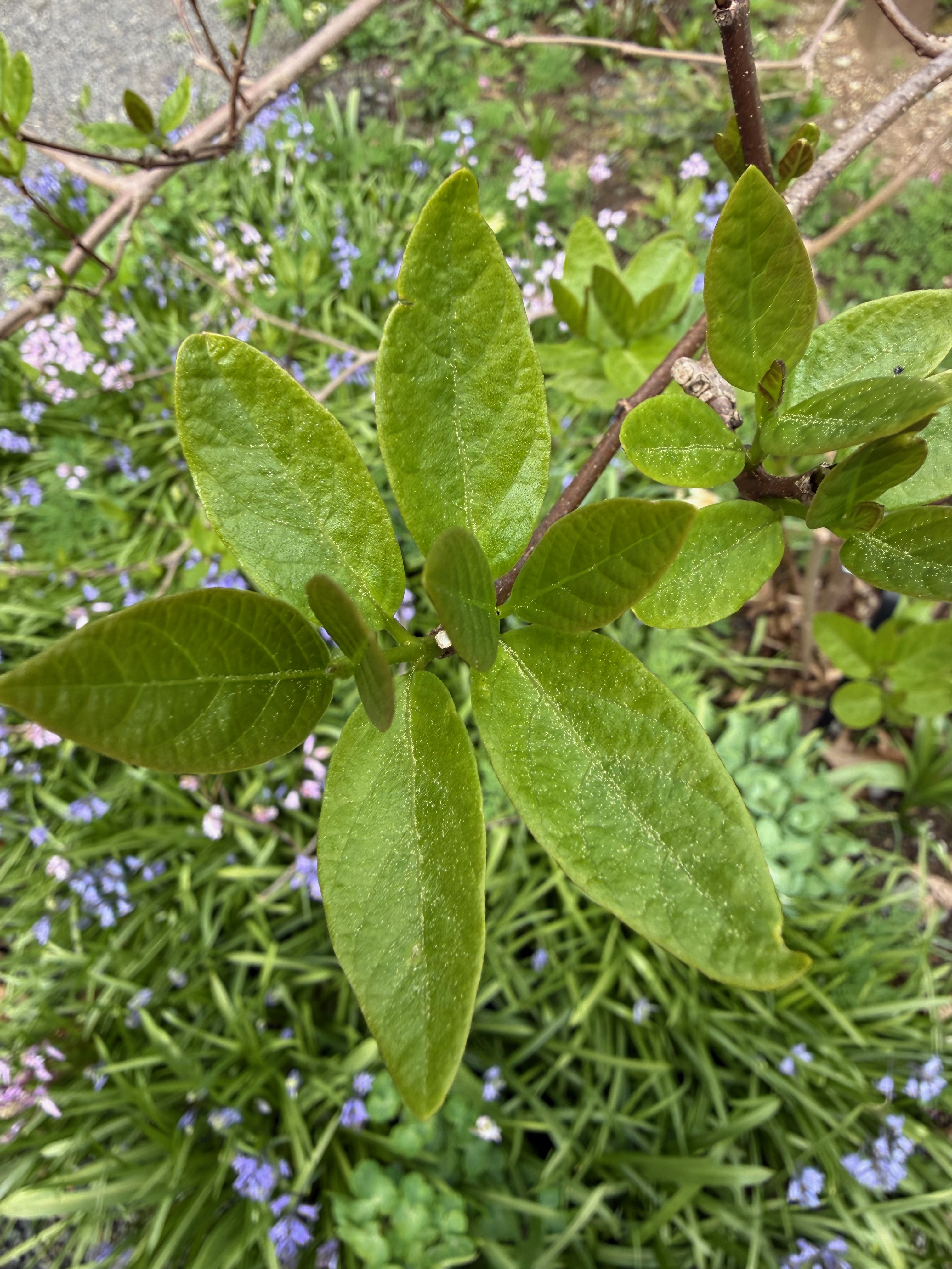 Western Sweetshrub new leaves observed 2026-04-20