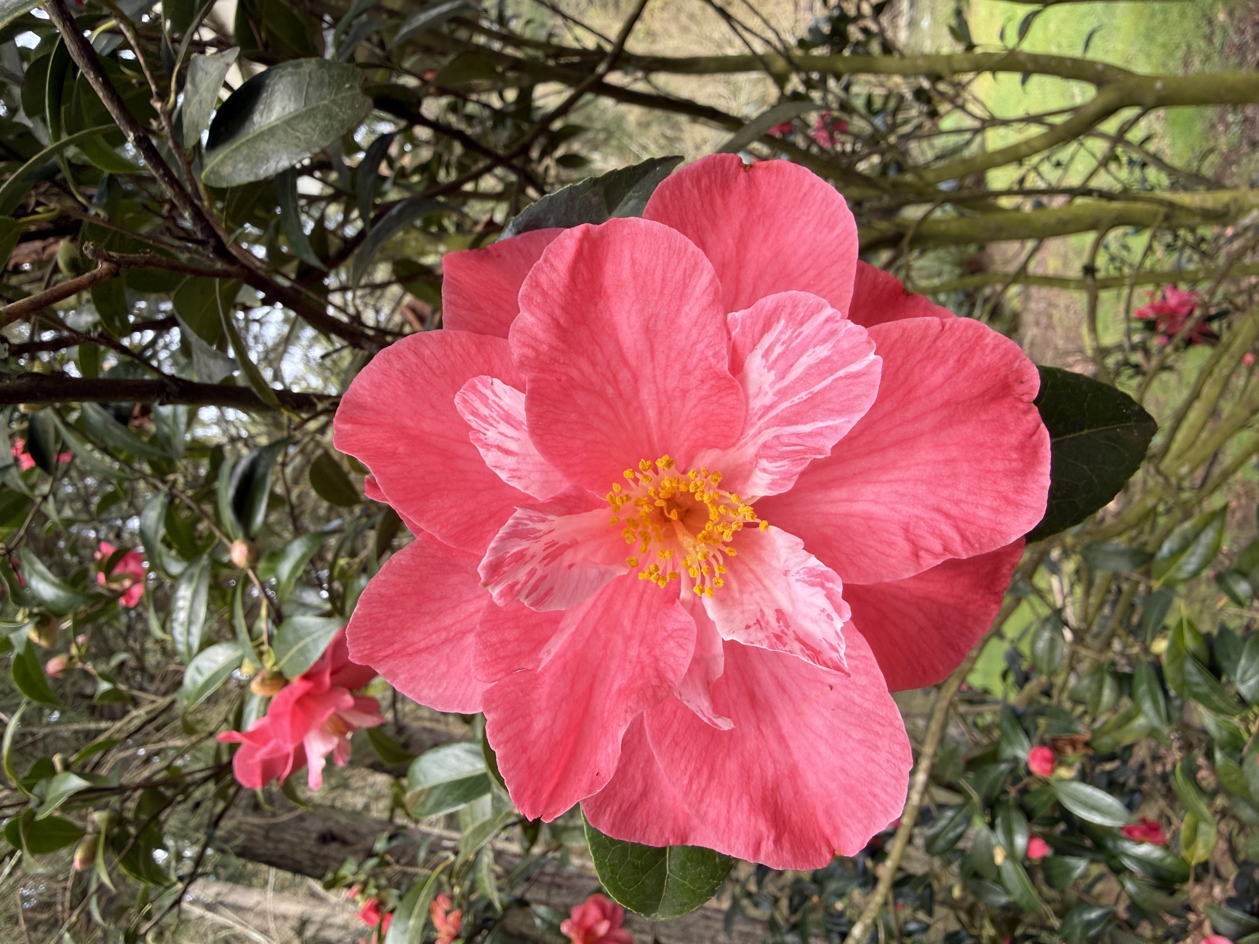 full bloom observed 2026-03-23