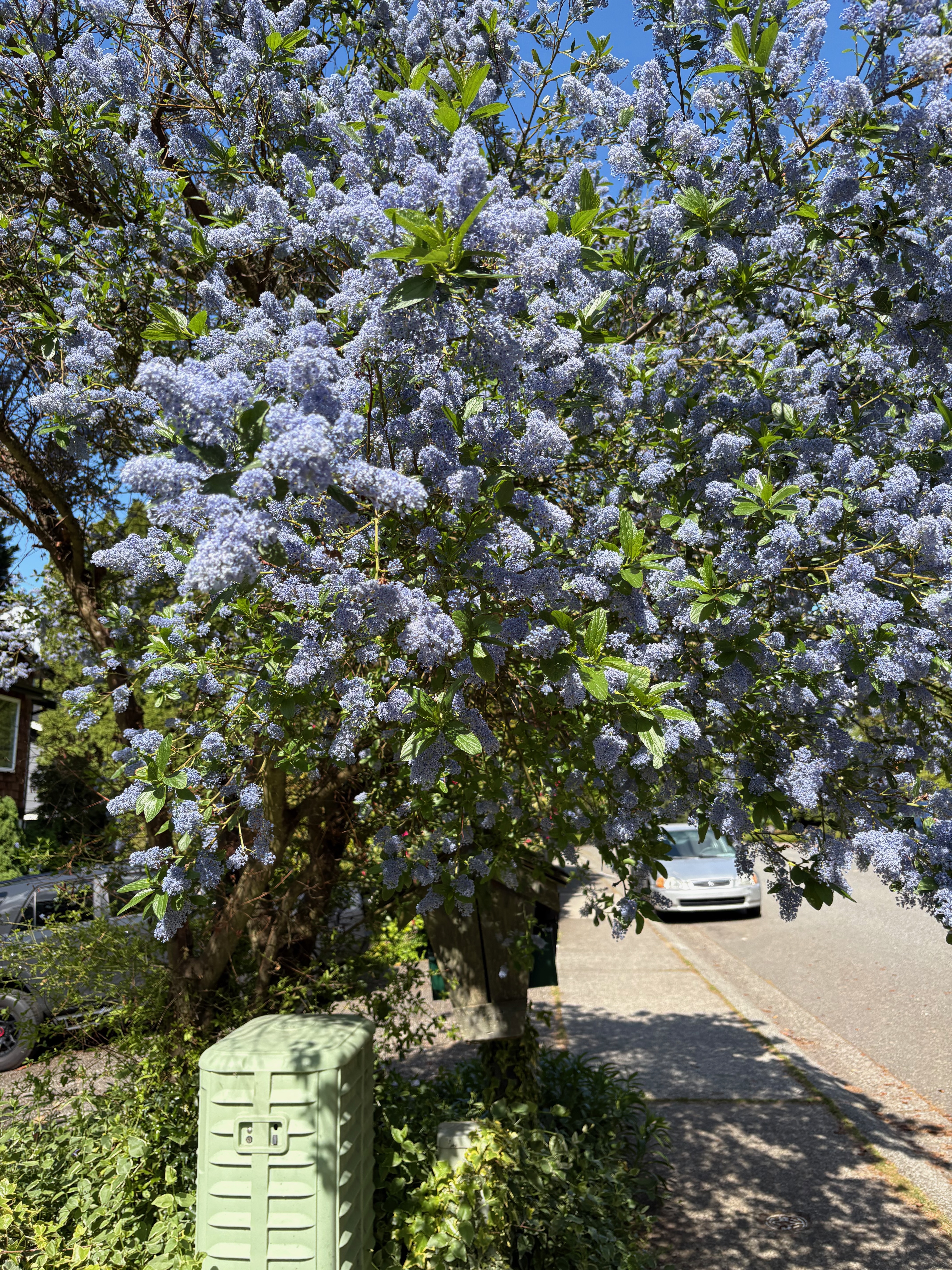 California Lilac full bloom observed 2026-05-17