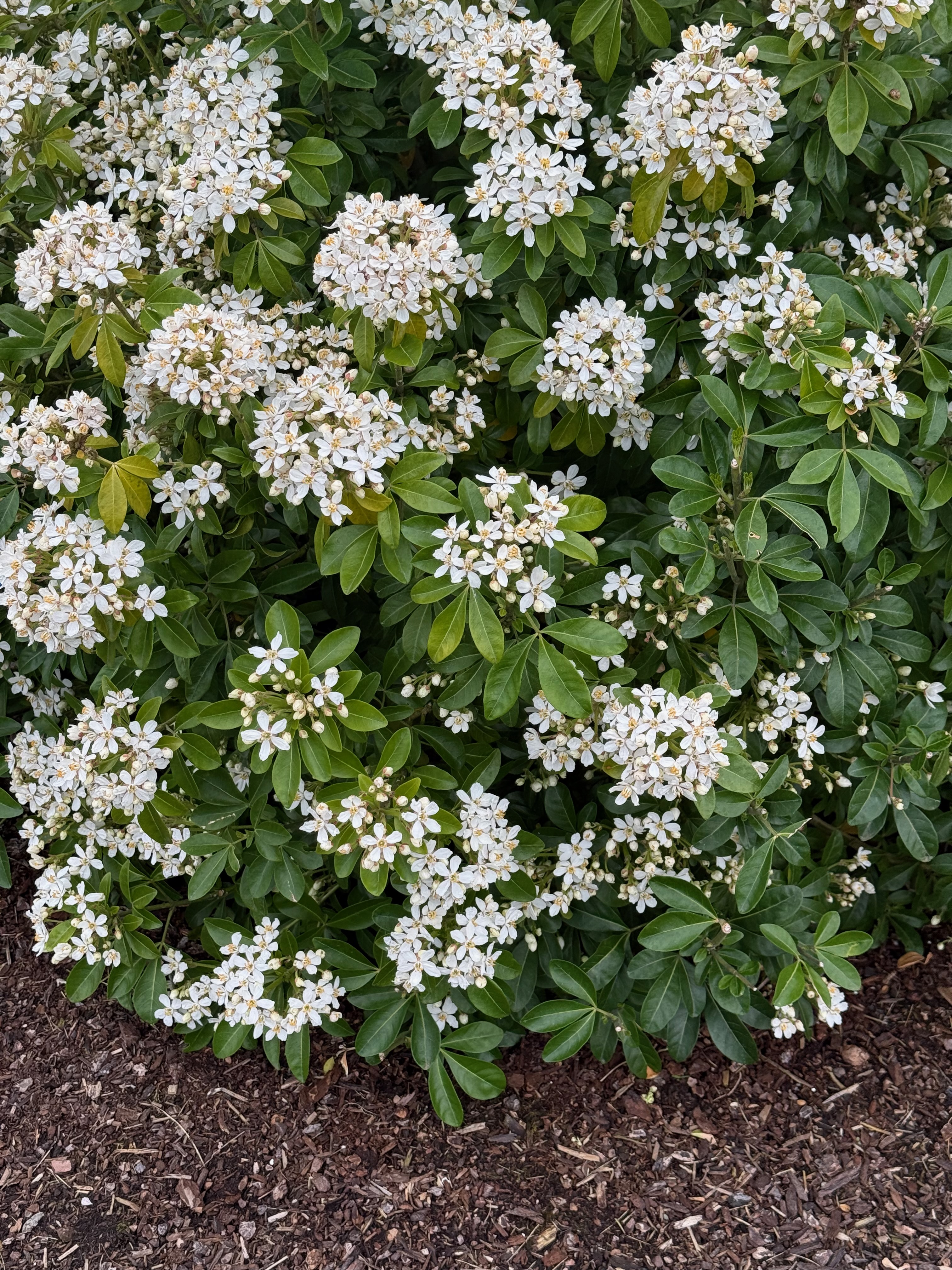 Mexican Orange bloom observed 2026-04-27