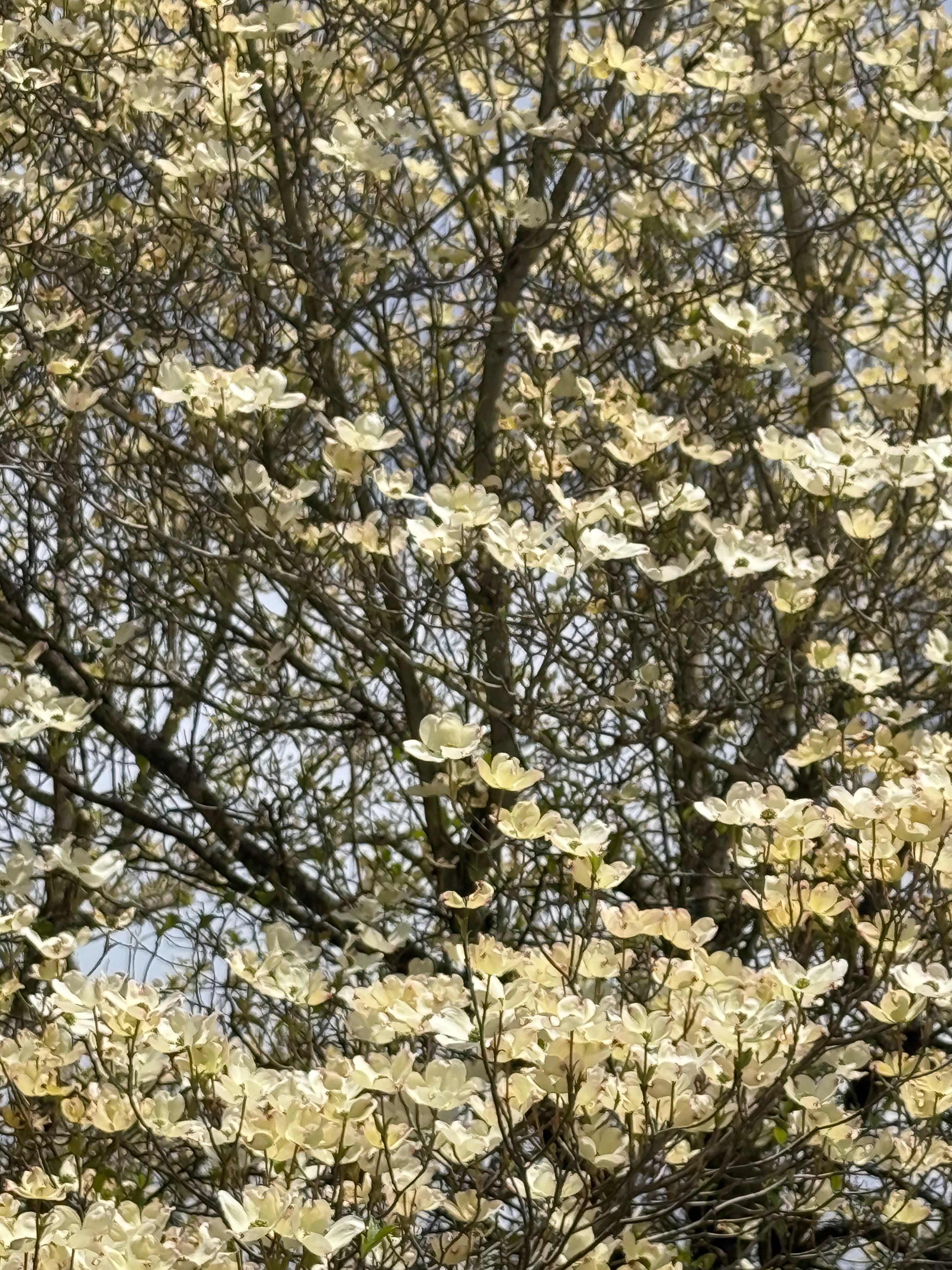 Flowering Dogwood bloom