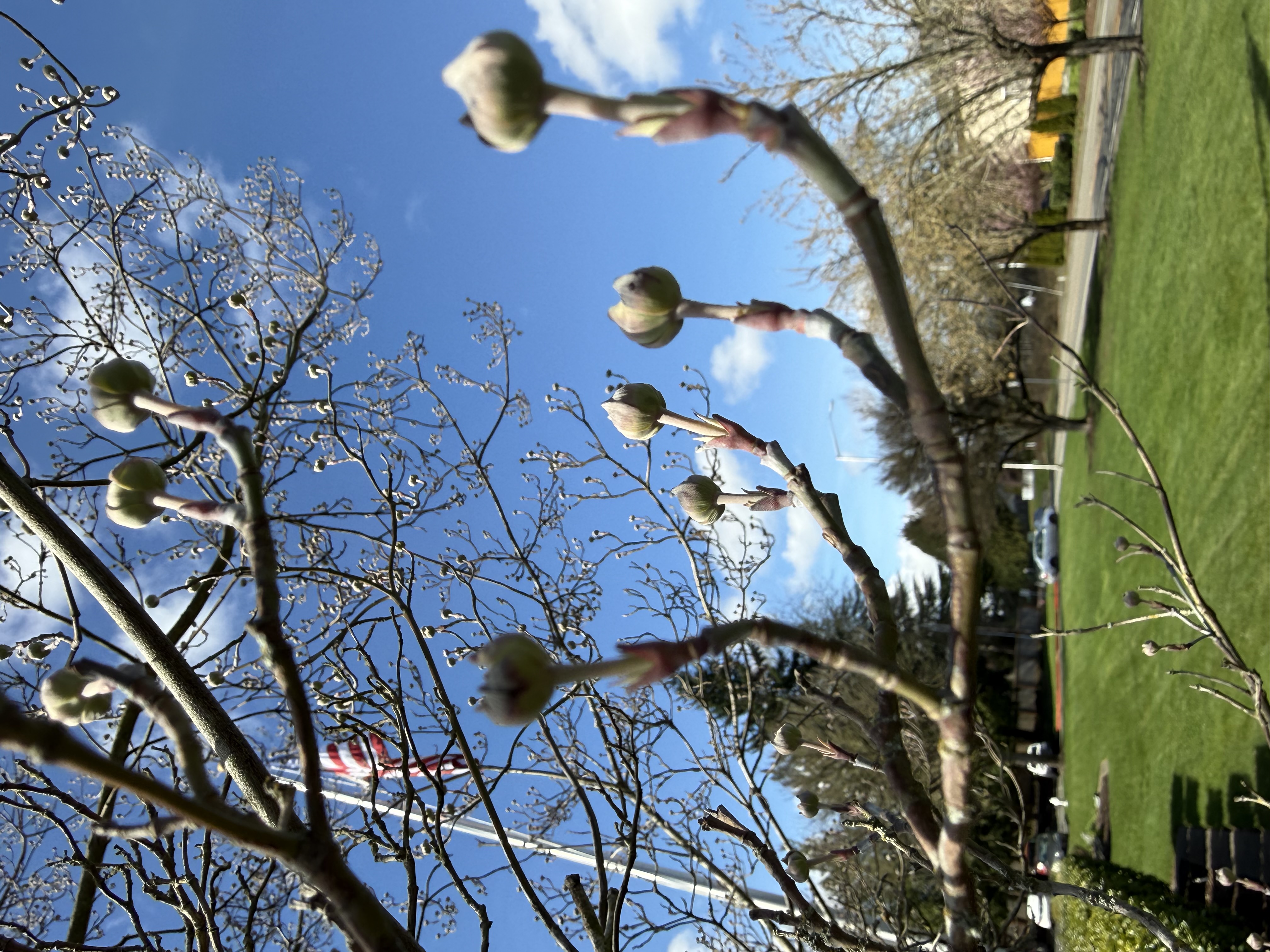 bud swell observed 2026-03-22