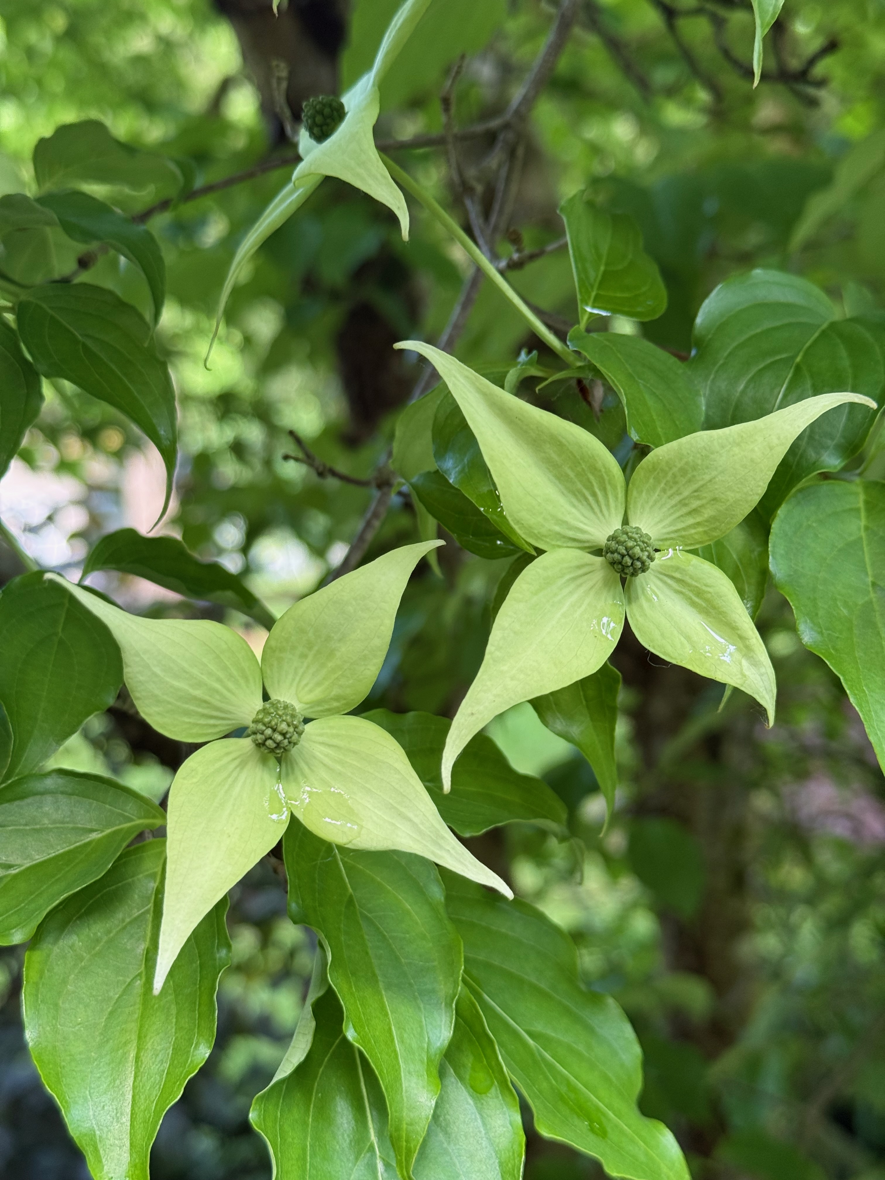 Kousa Dogwood flowering