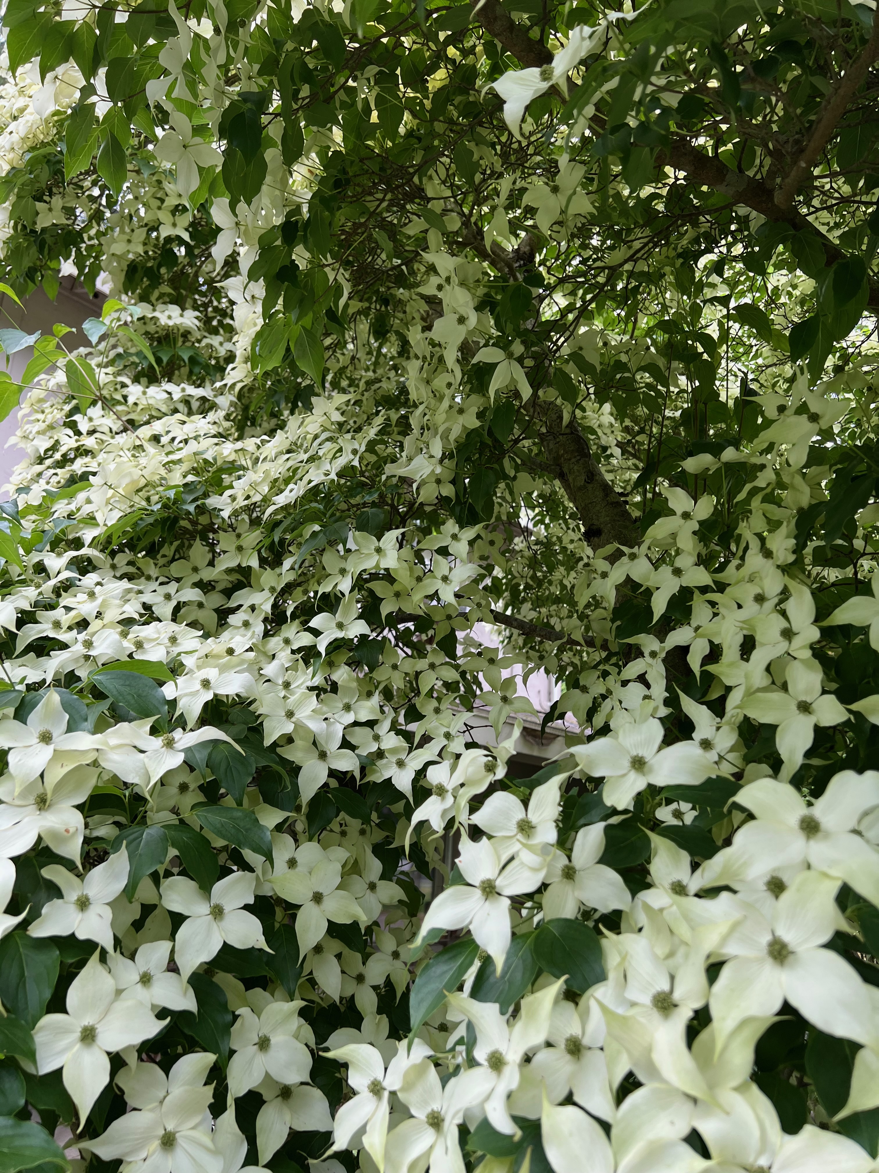 Kousa Dogwood
