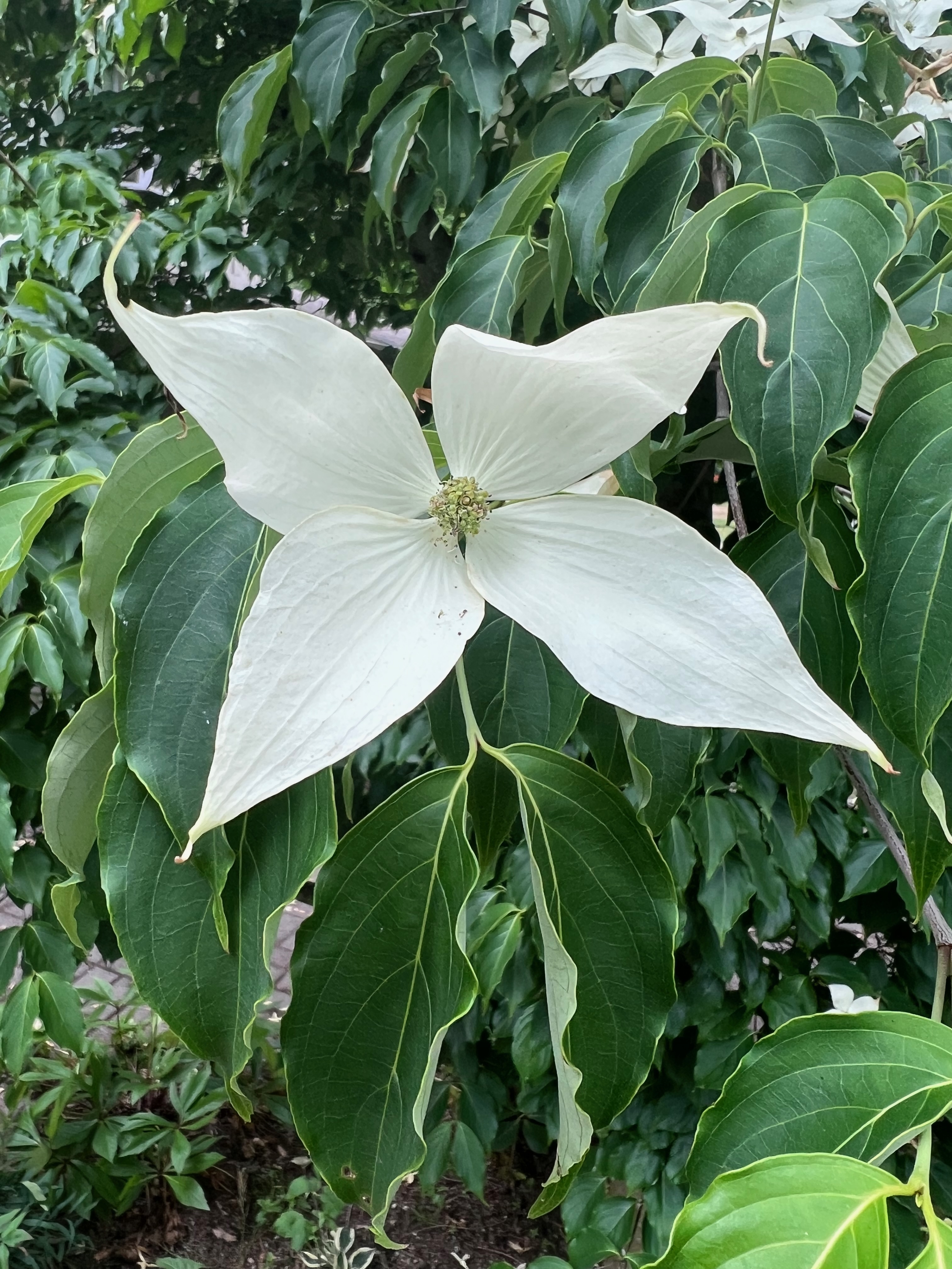 Kousa Dogwood