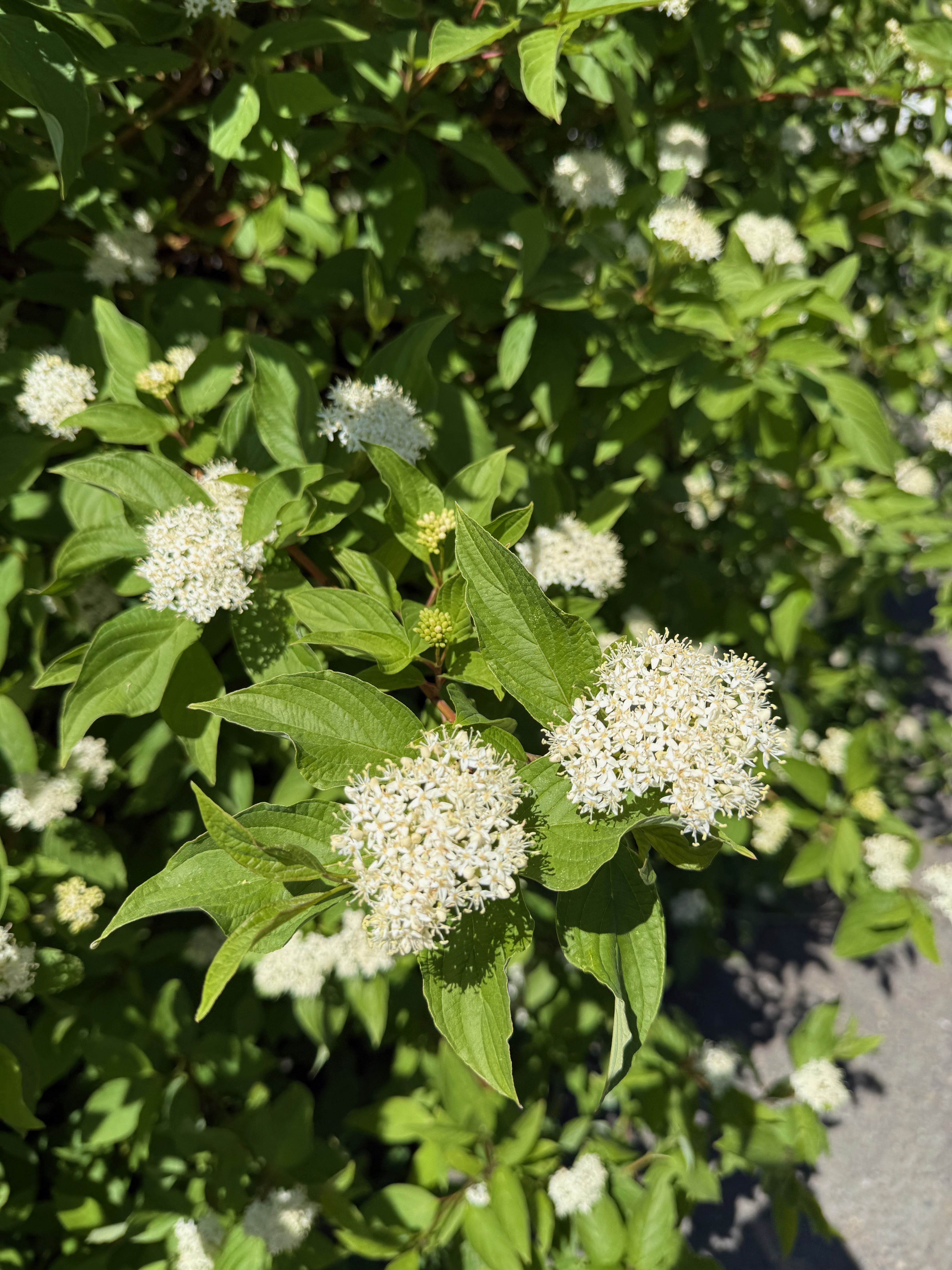 Cornus sericea - full flower