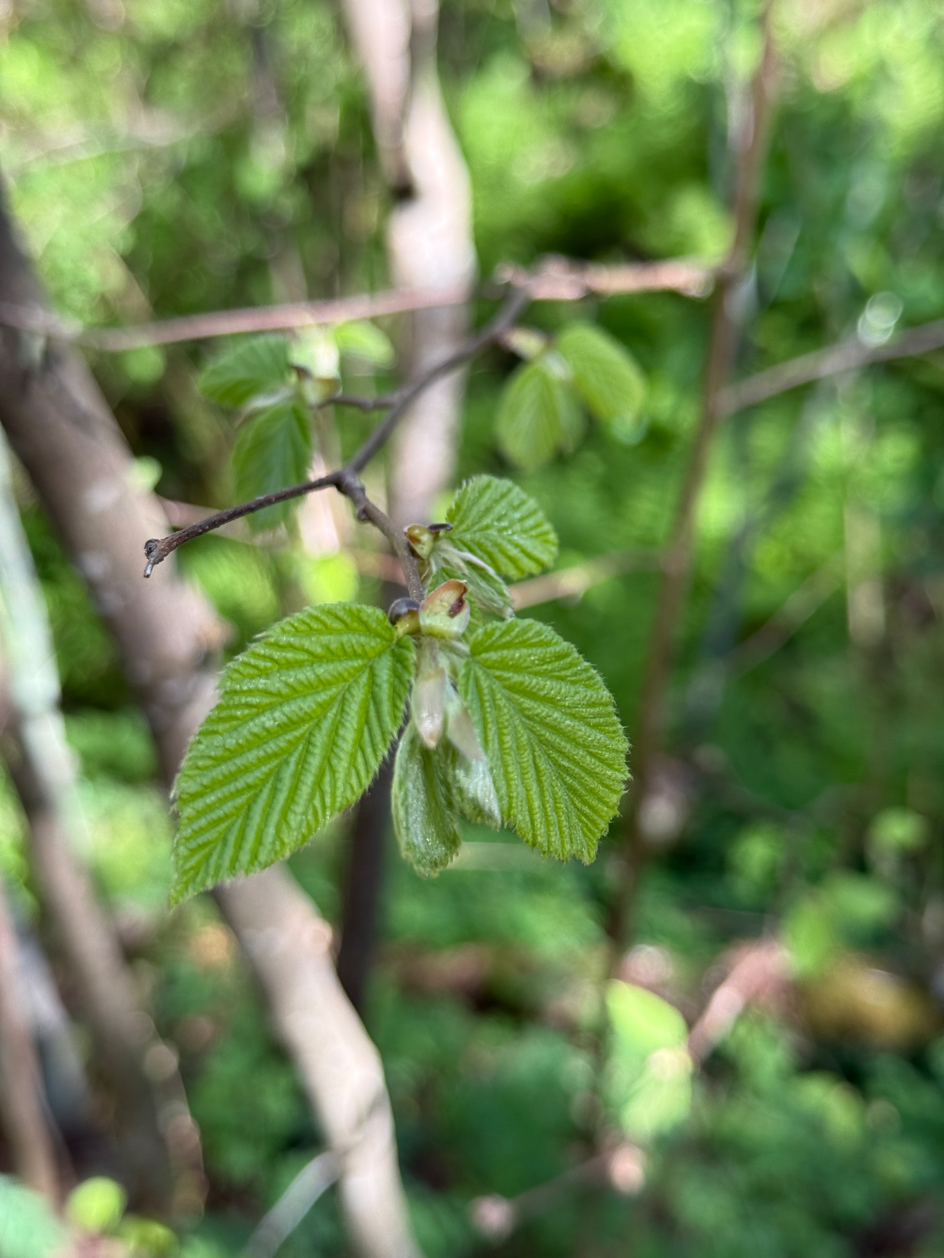 Beaked Hazelnut new leaves observed 2026-04-25