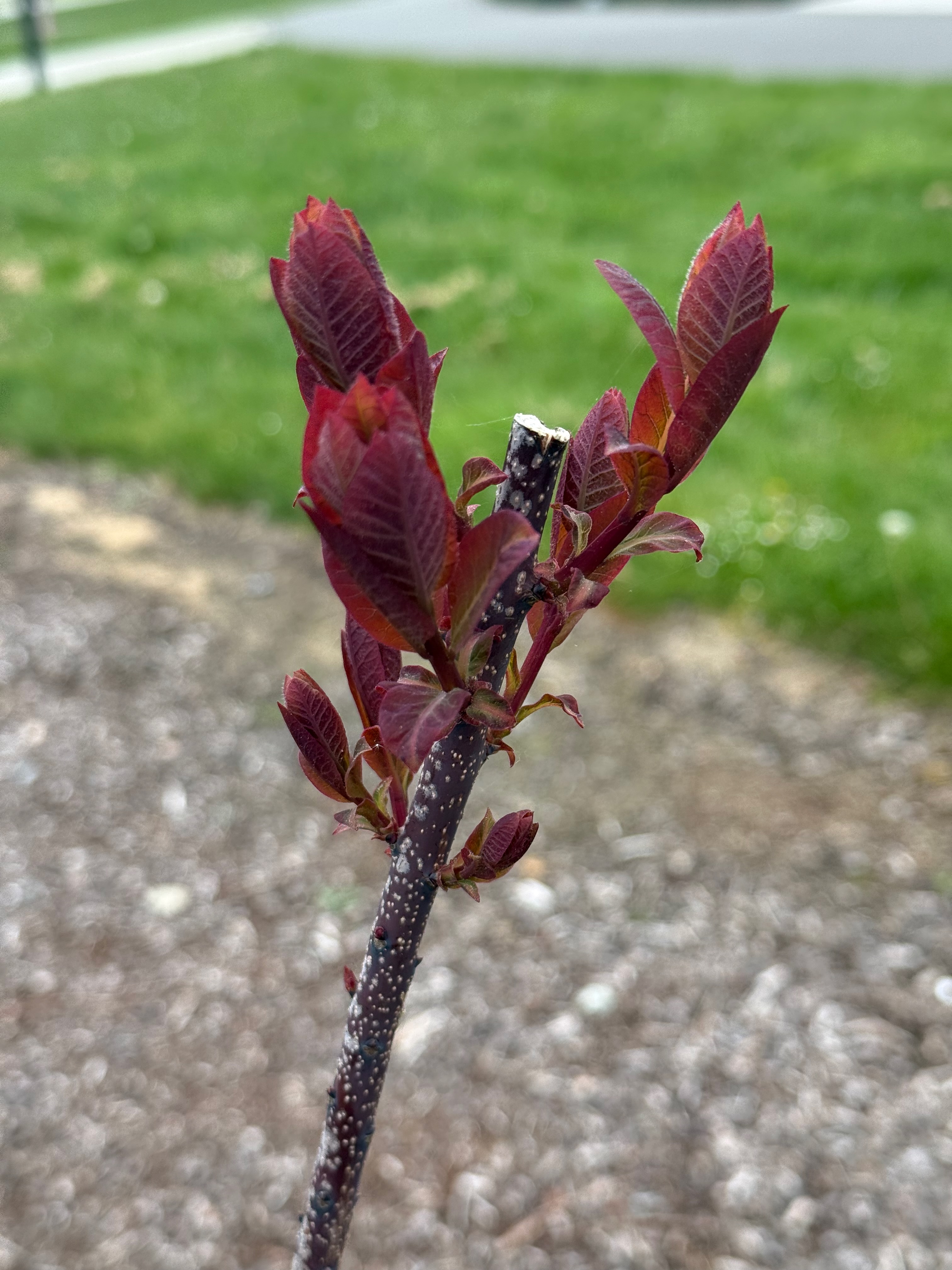 Smoke Tree new growth observed 2026-04-27