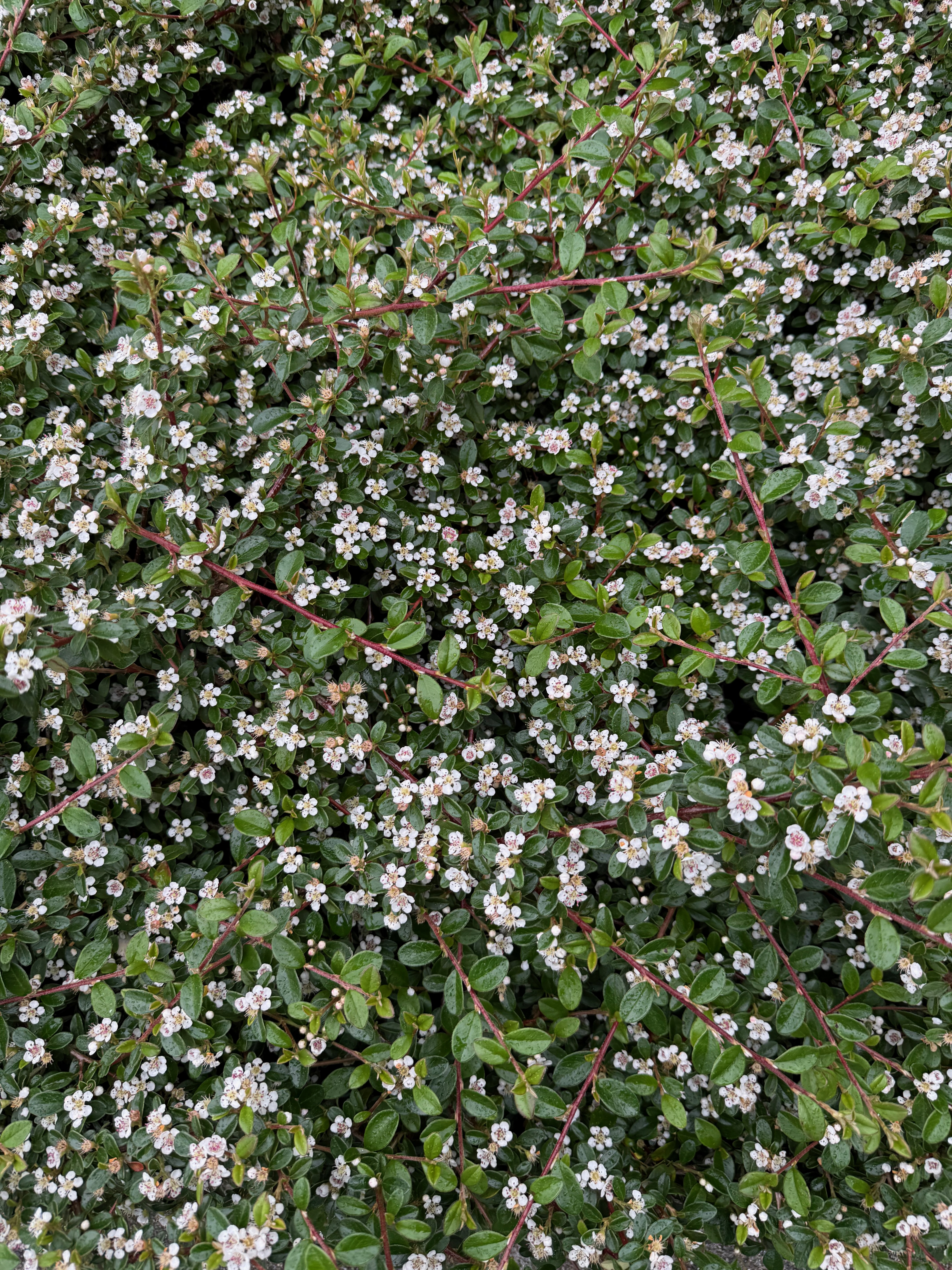 Bearberry Cotoneaster full bloom observed 2026-05-15