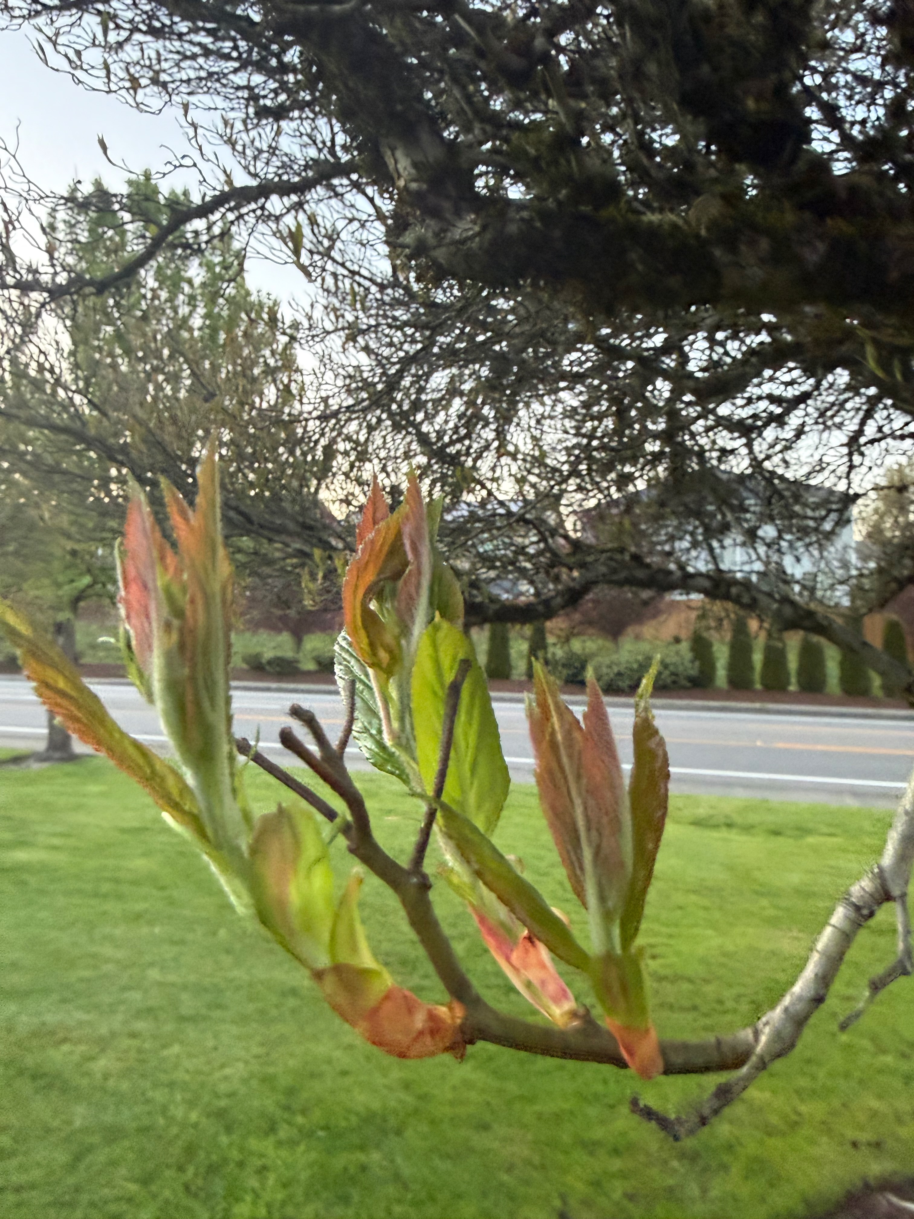 Cockspur Hawthorn new leaves