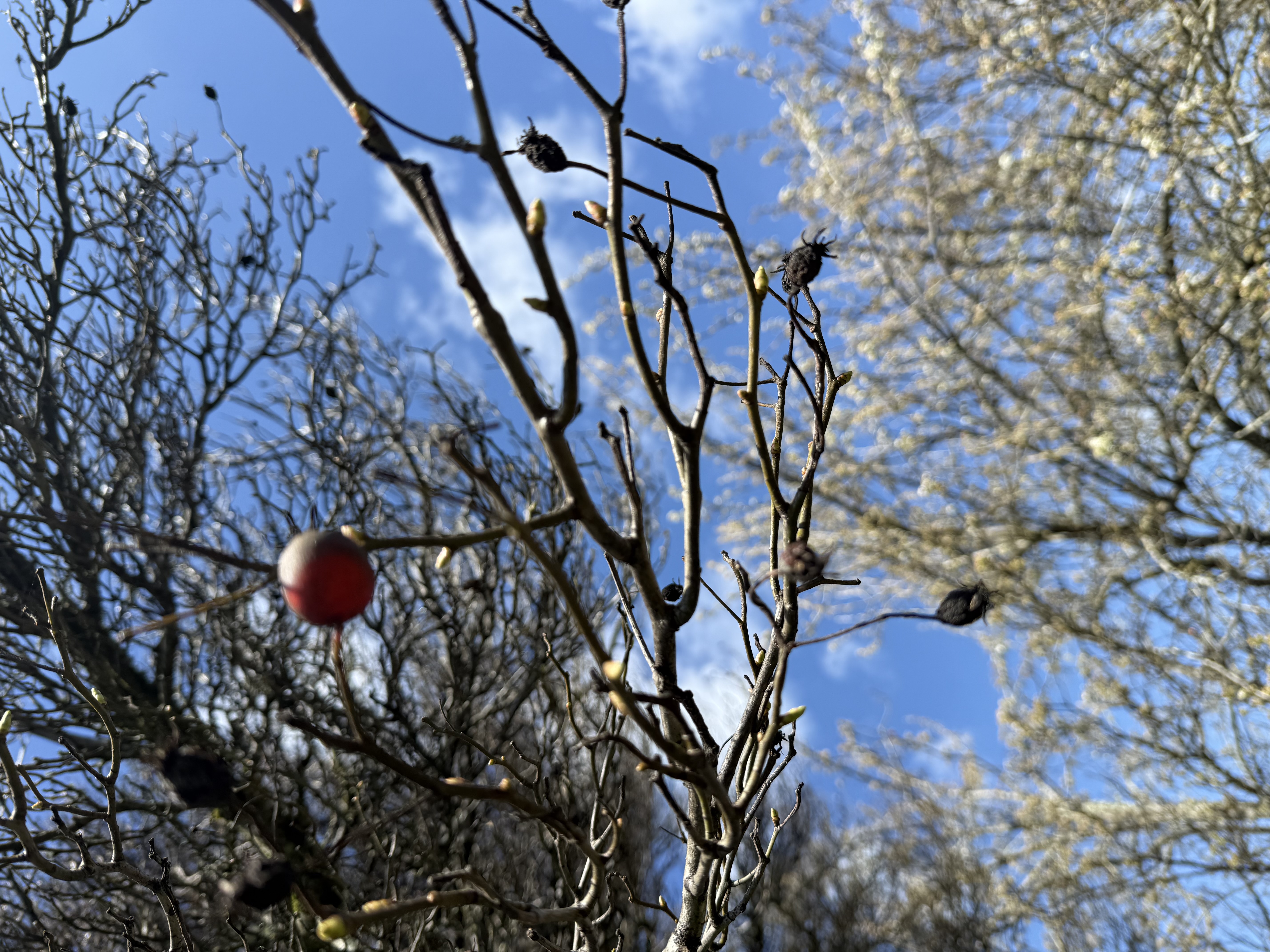 bud swell observed 2026-03-22