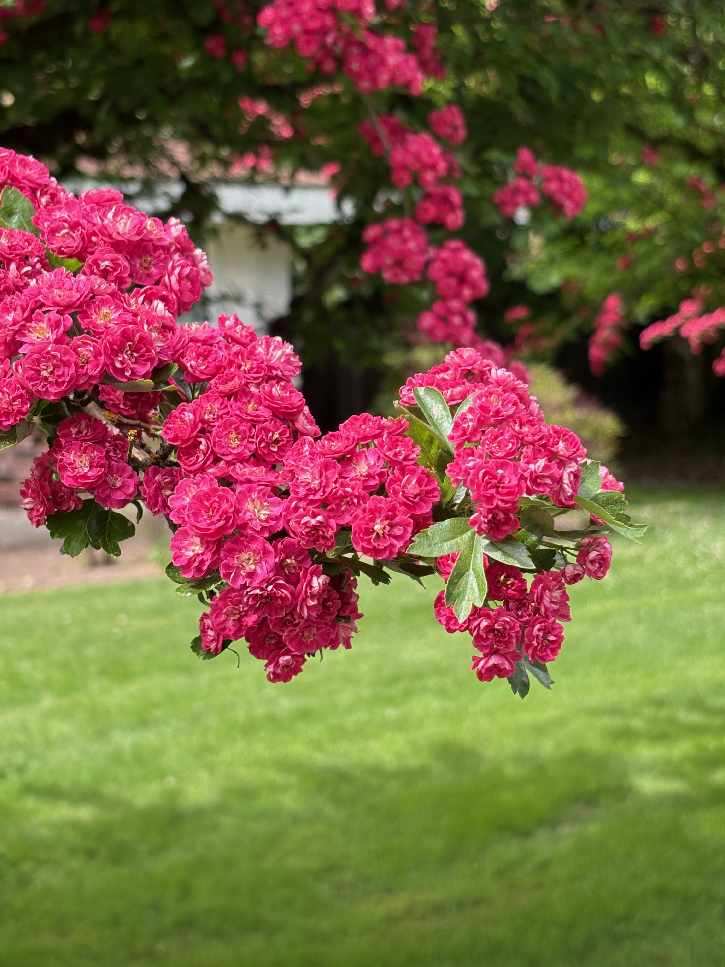 Crataegus laevigata 'Paul' - full bloom