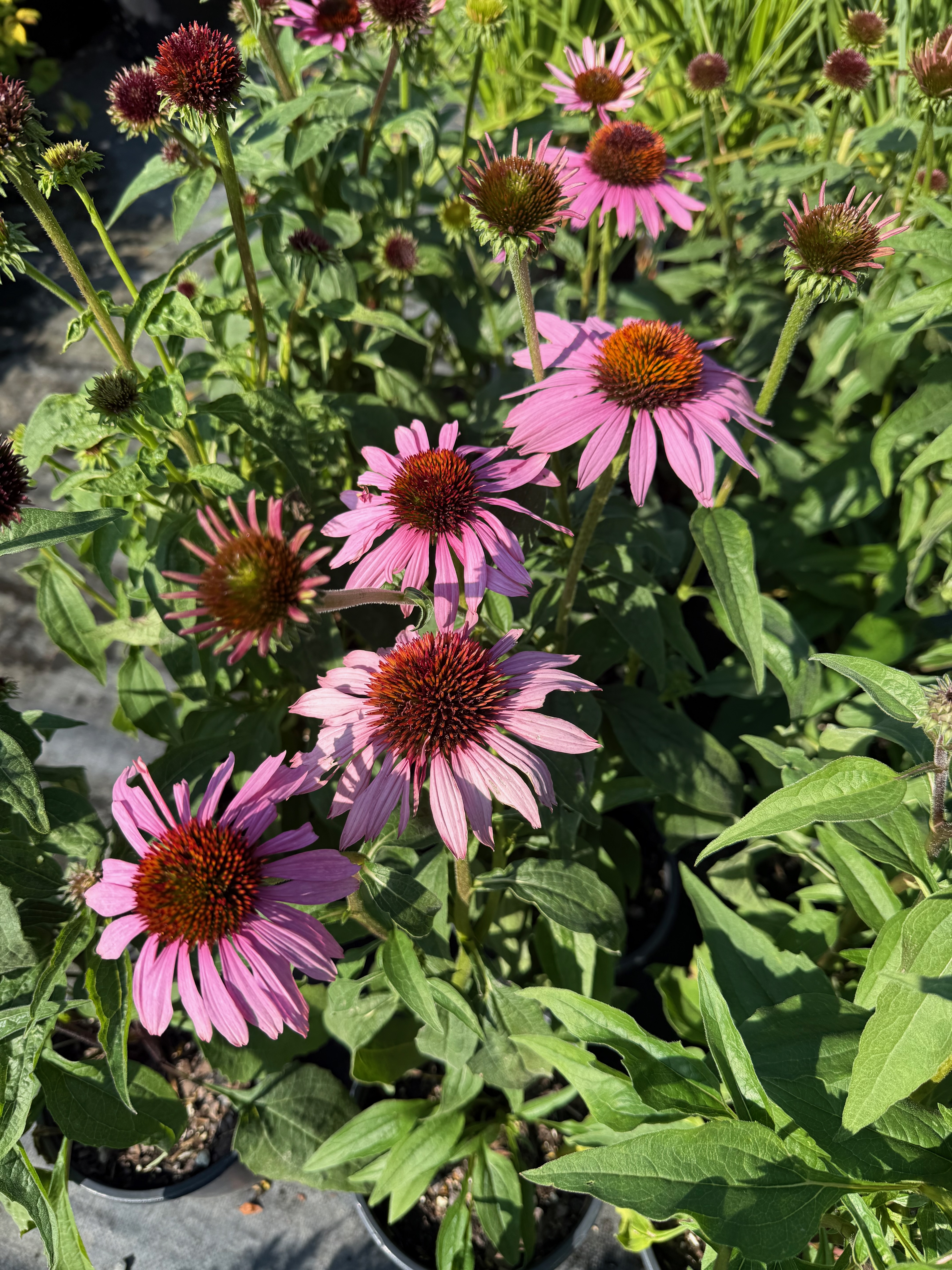 Purple Coneflower flower observed 2025-09-23