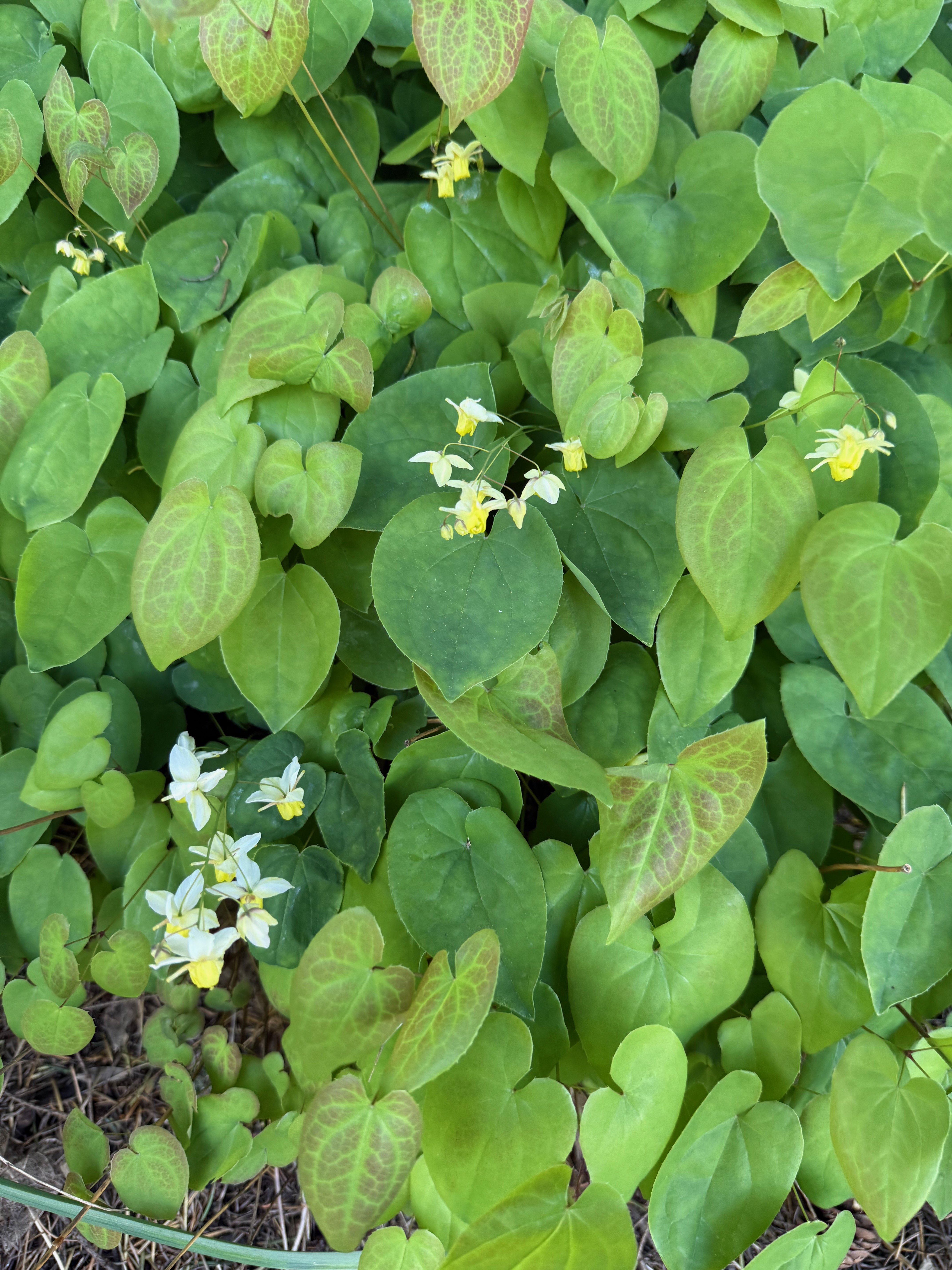 Bishop's Hat in bloom observed 2026-04-25
