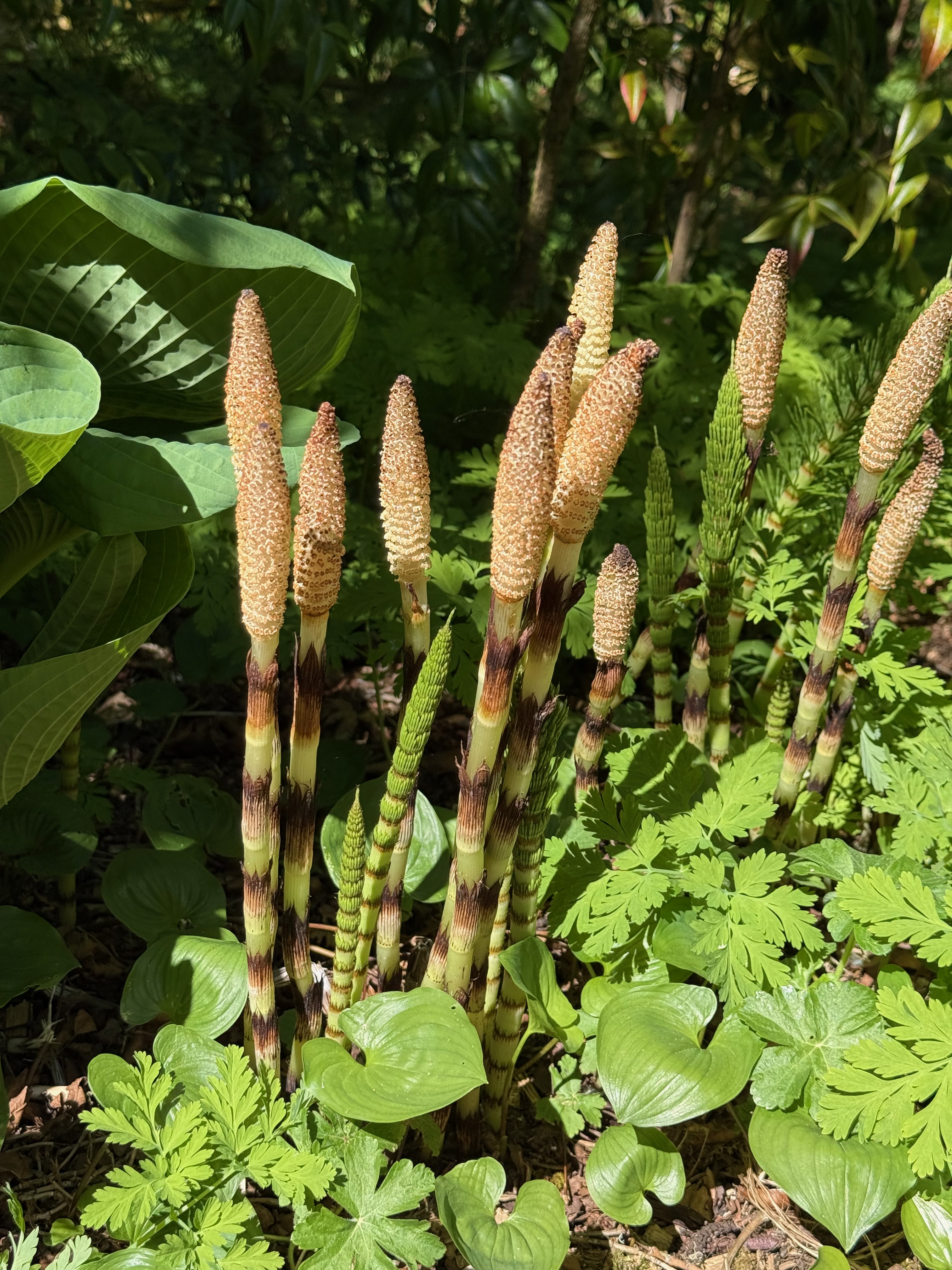 Field Horsetail new growth observed 2026-04-25