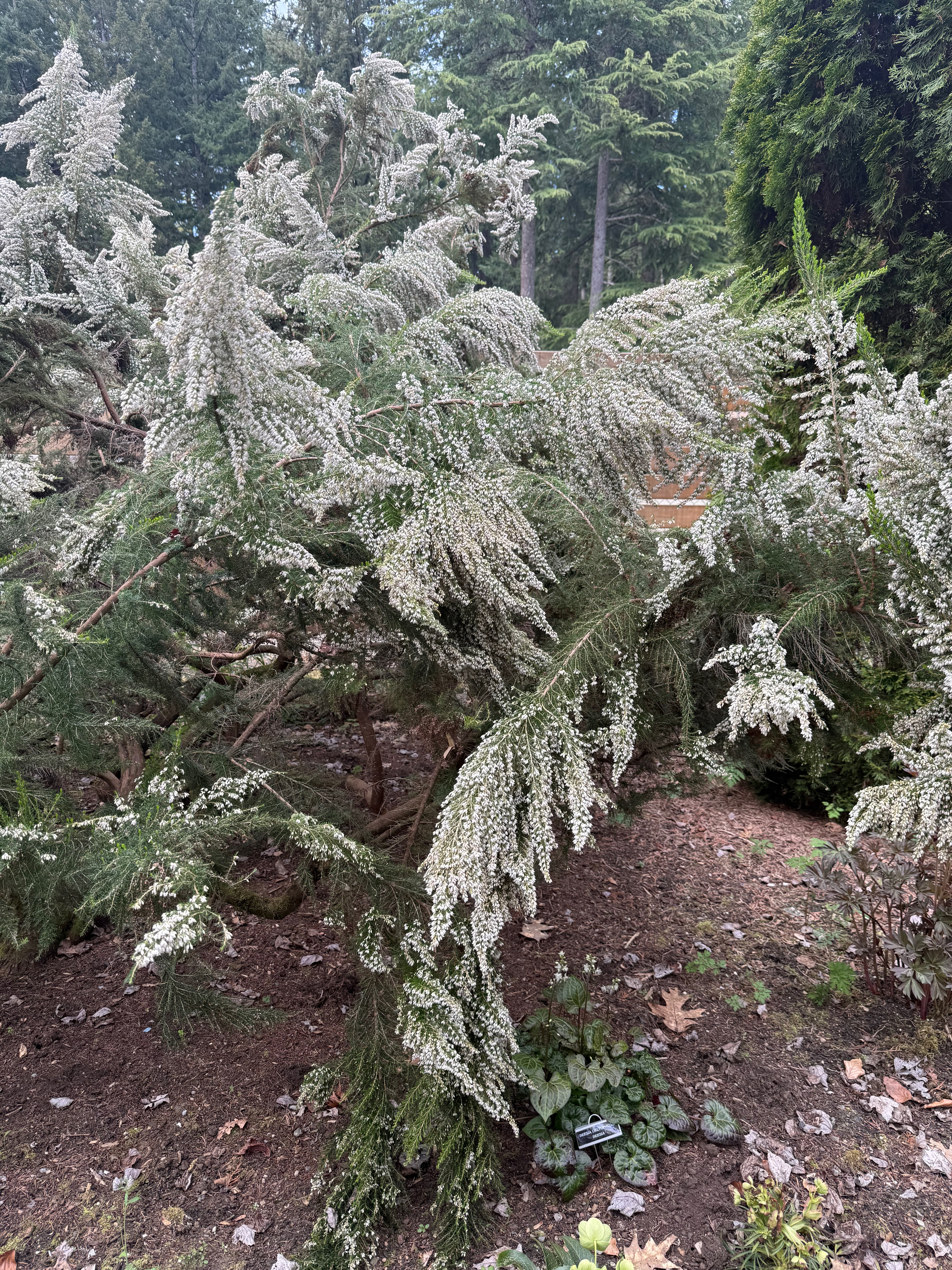 Tree Heath full bloom observed 2026-04-20