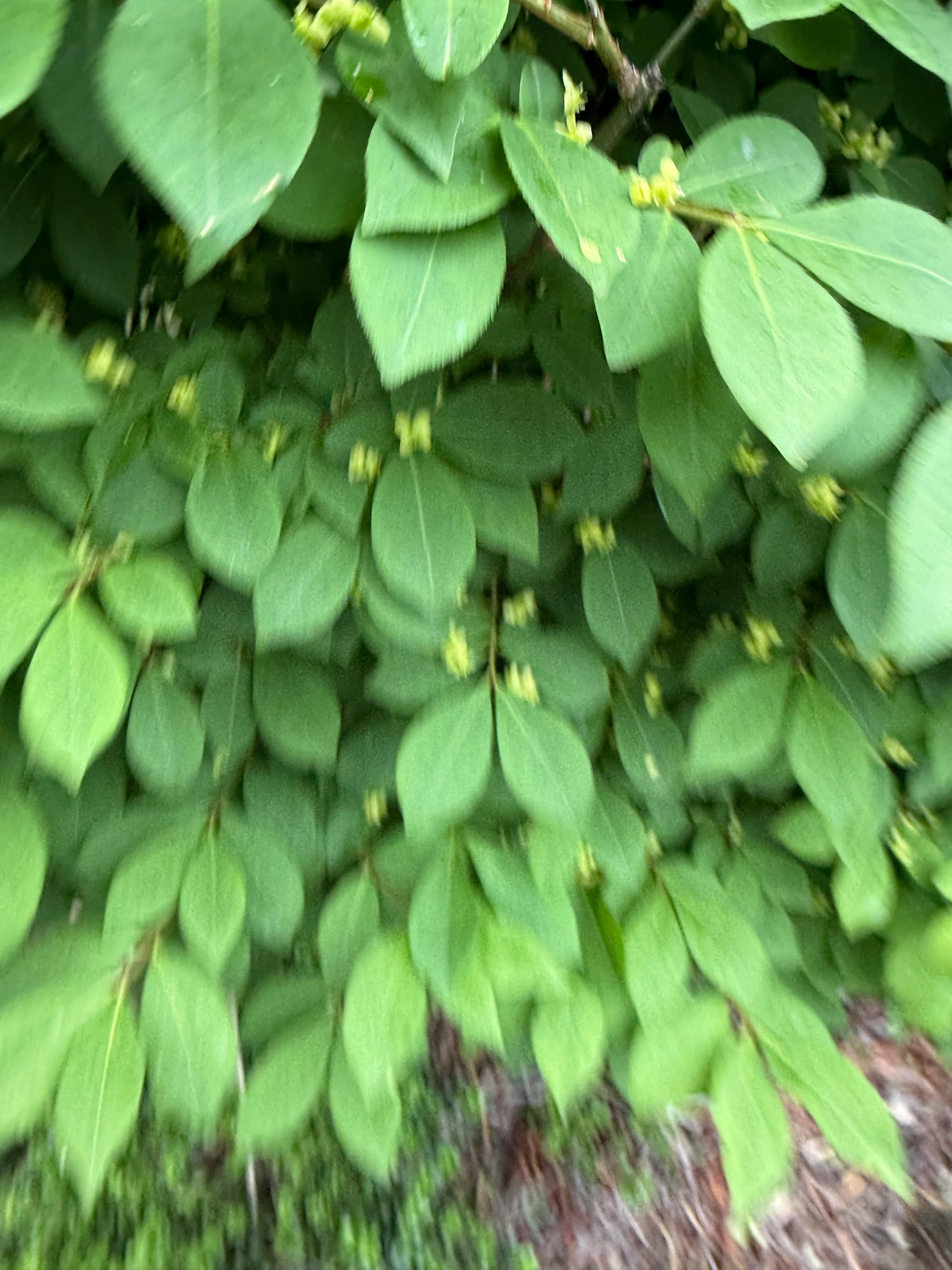 Compact Burning Bush flower bud observed 2026-05-15