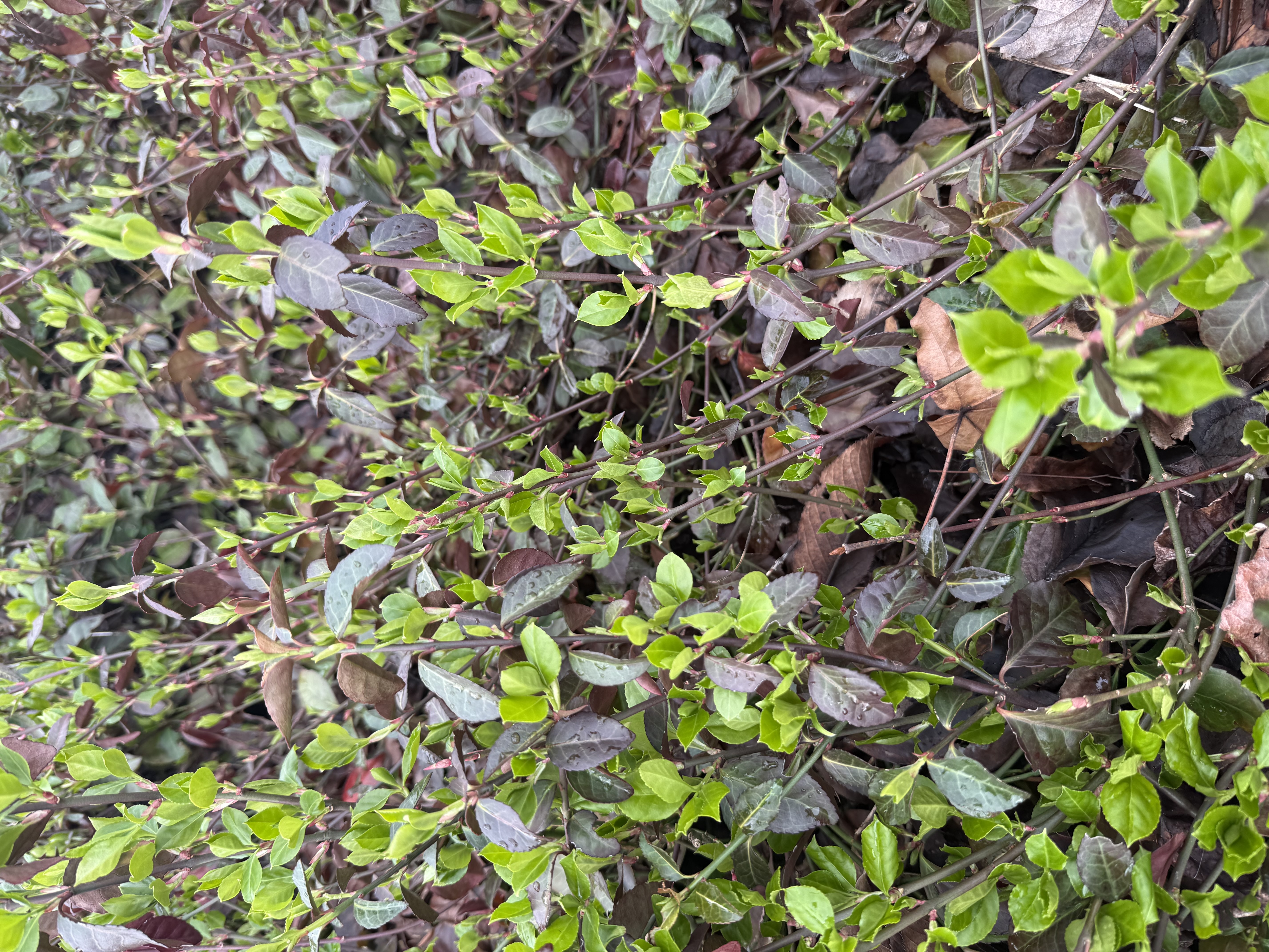 new leaf observed 2026-03-21