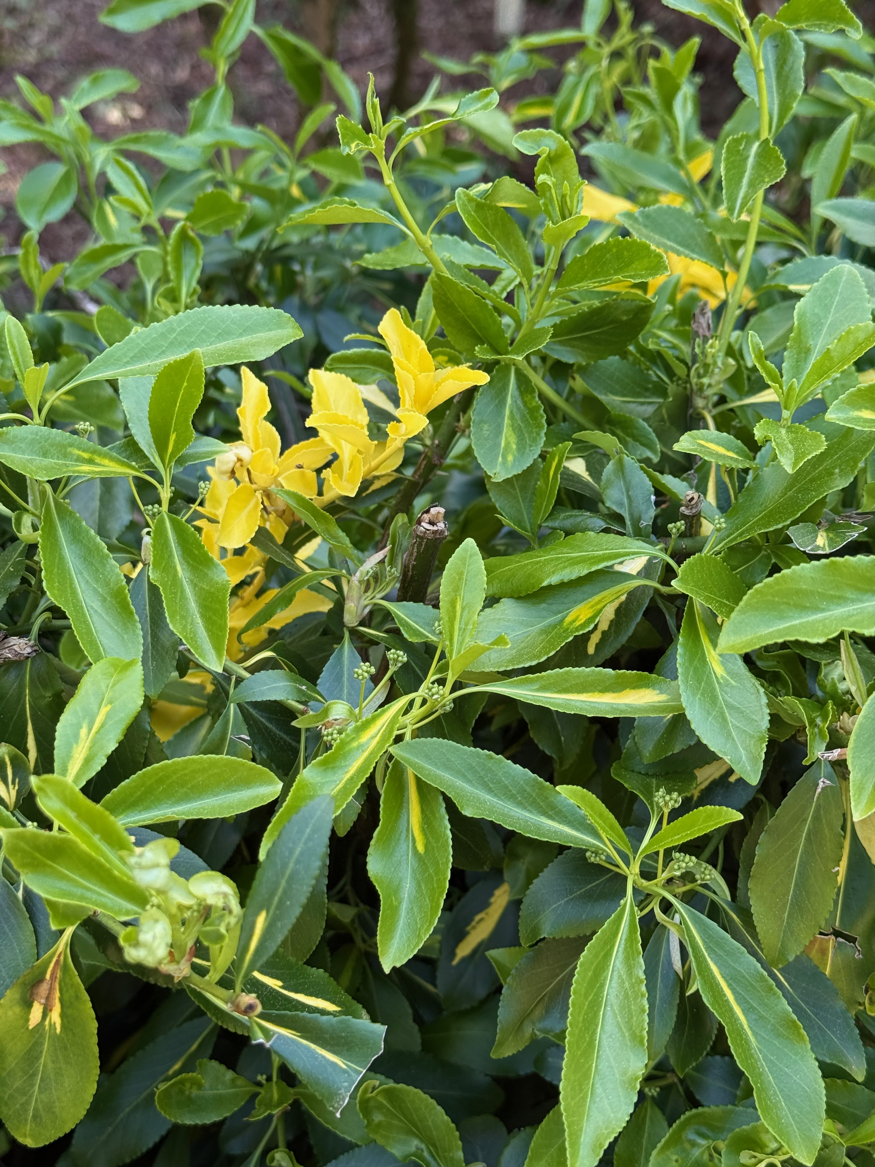 Wintercreeper new leaves + flower buds observed 2026-04-25