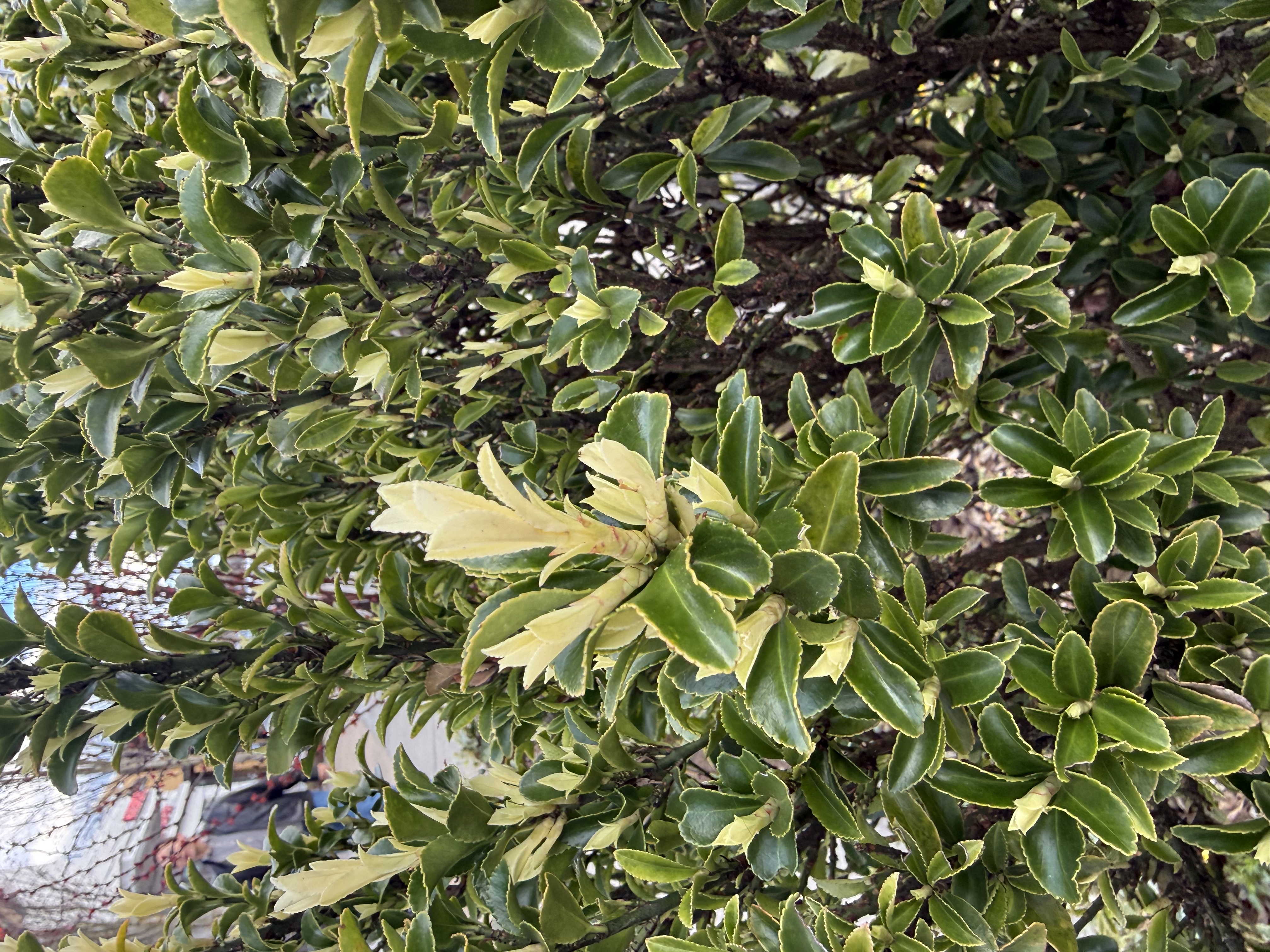 new leaf observed 2026-03-28