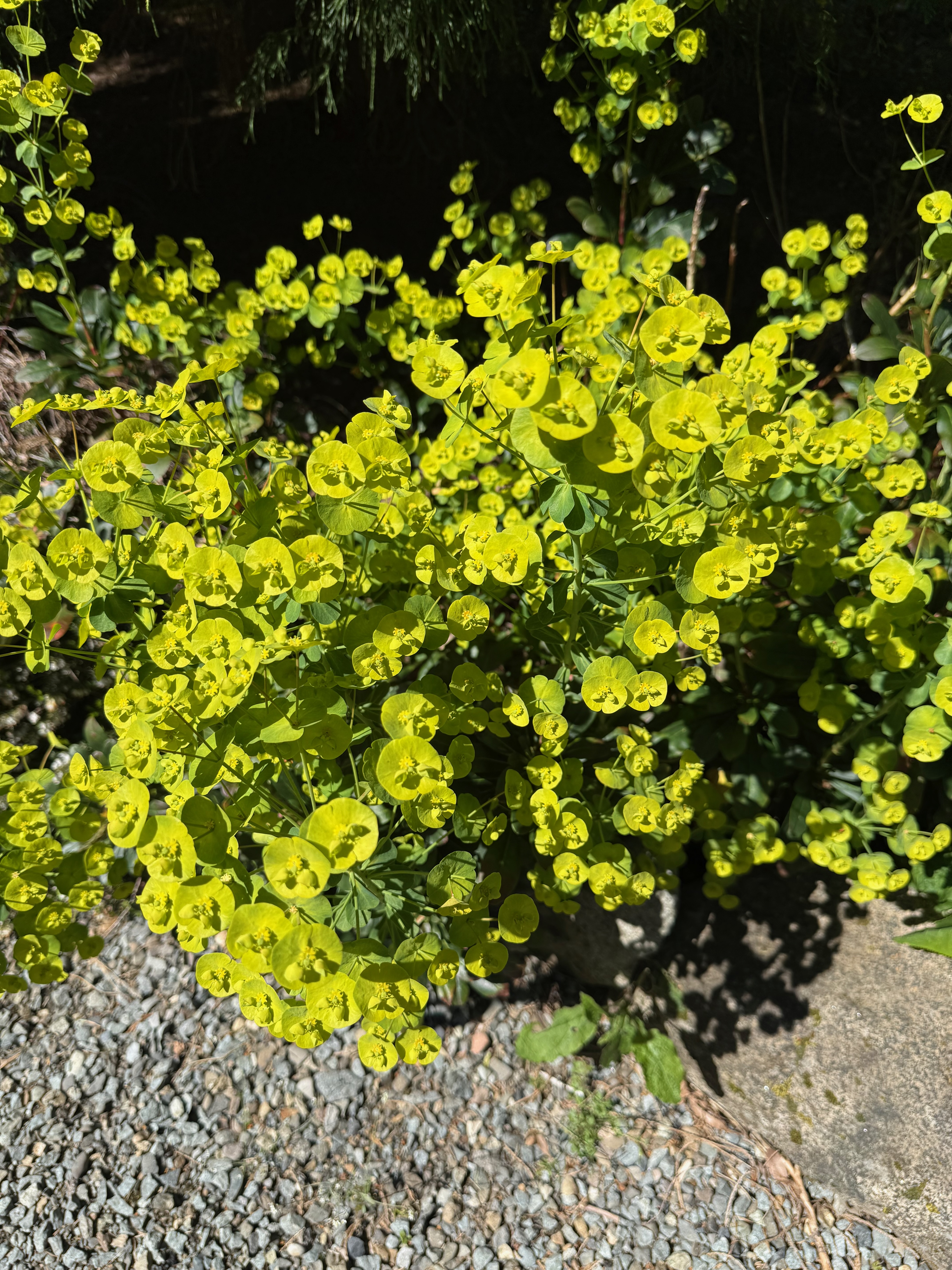 Wood Spurge in bloom observed 2026-04-25