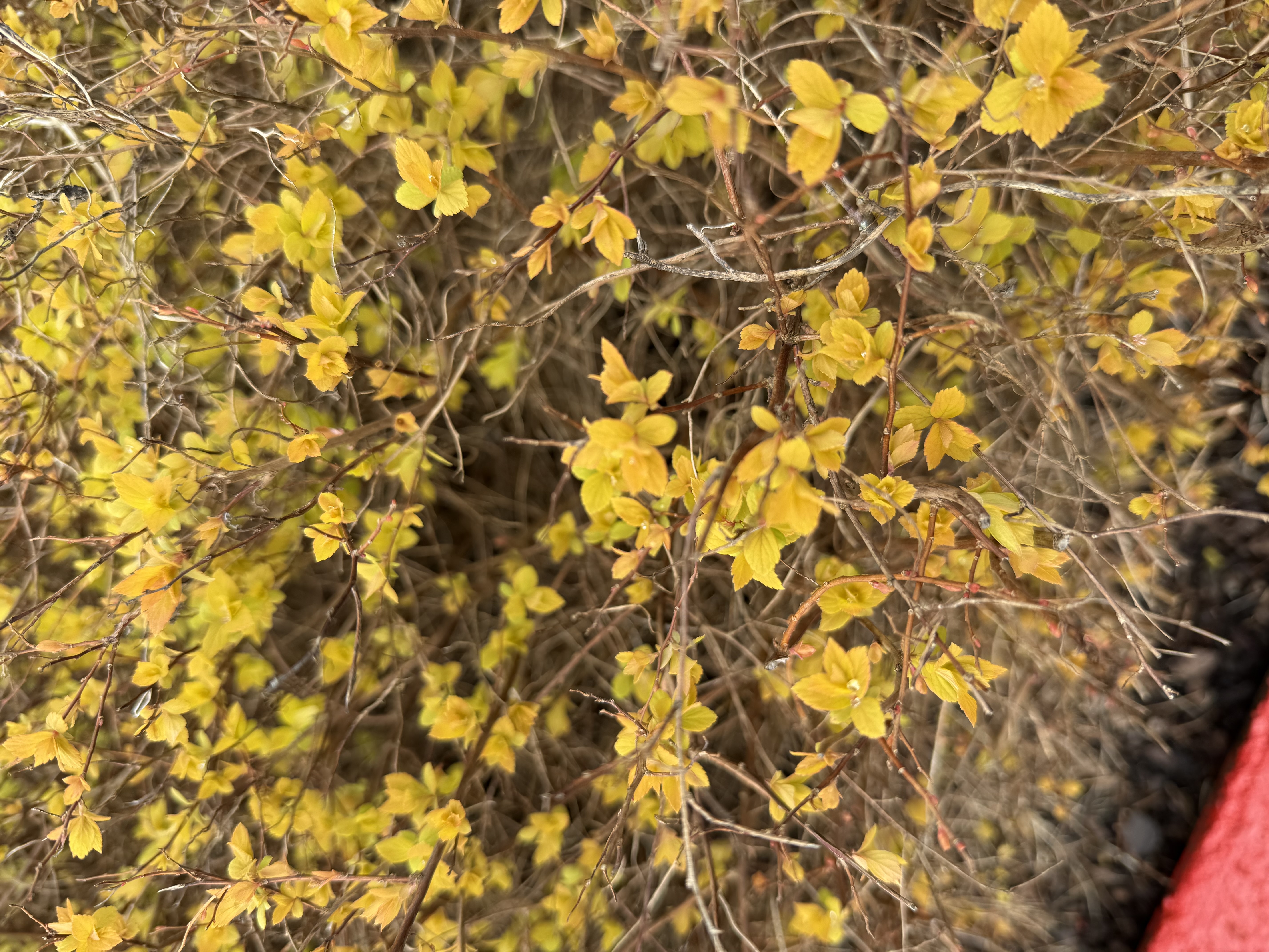 full bloom observed 2026-03-21